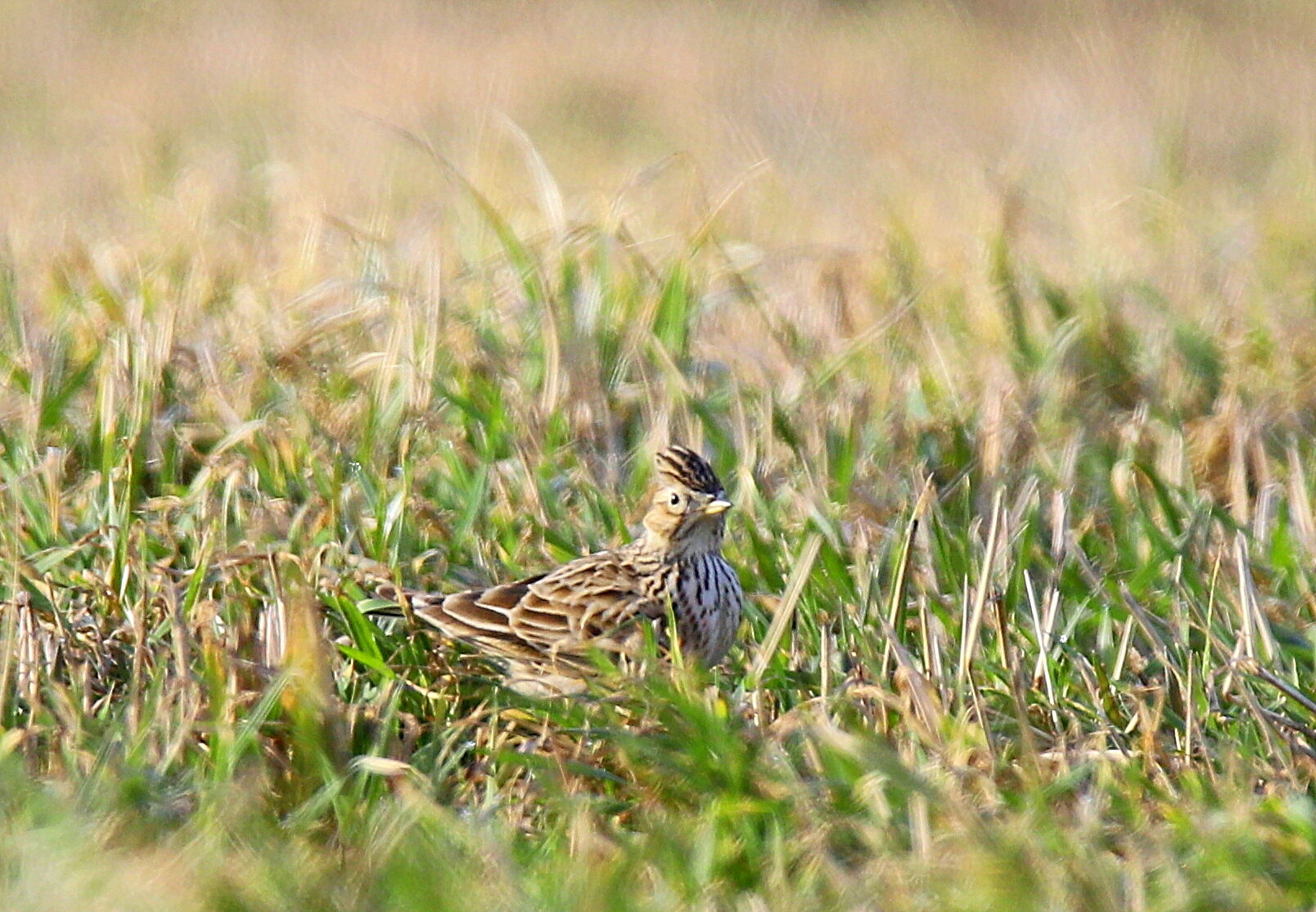 Valokuvaaja: sirpa jyske