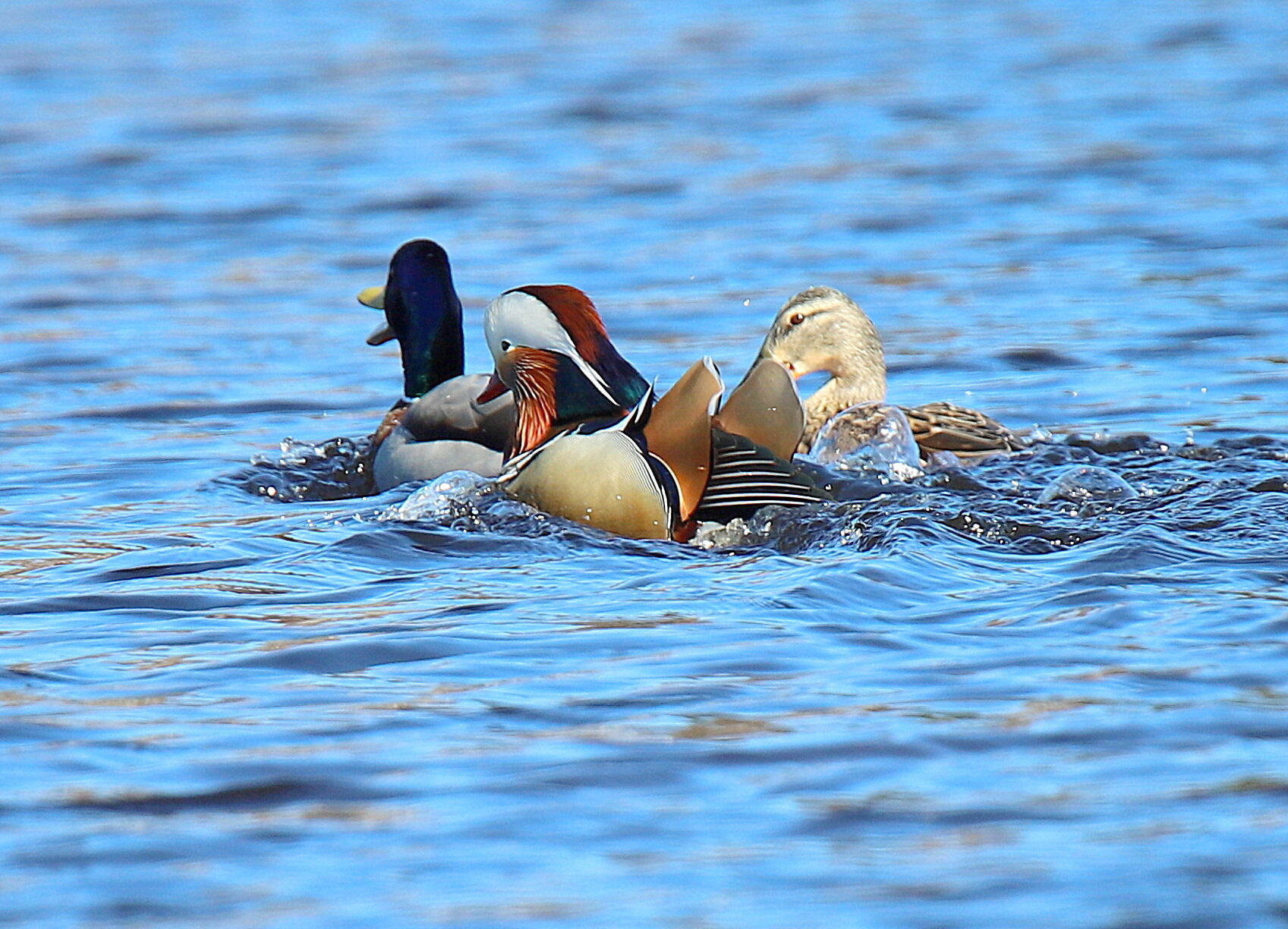 Valokuvaaja: sirpa jyske