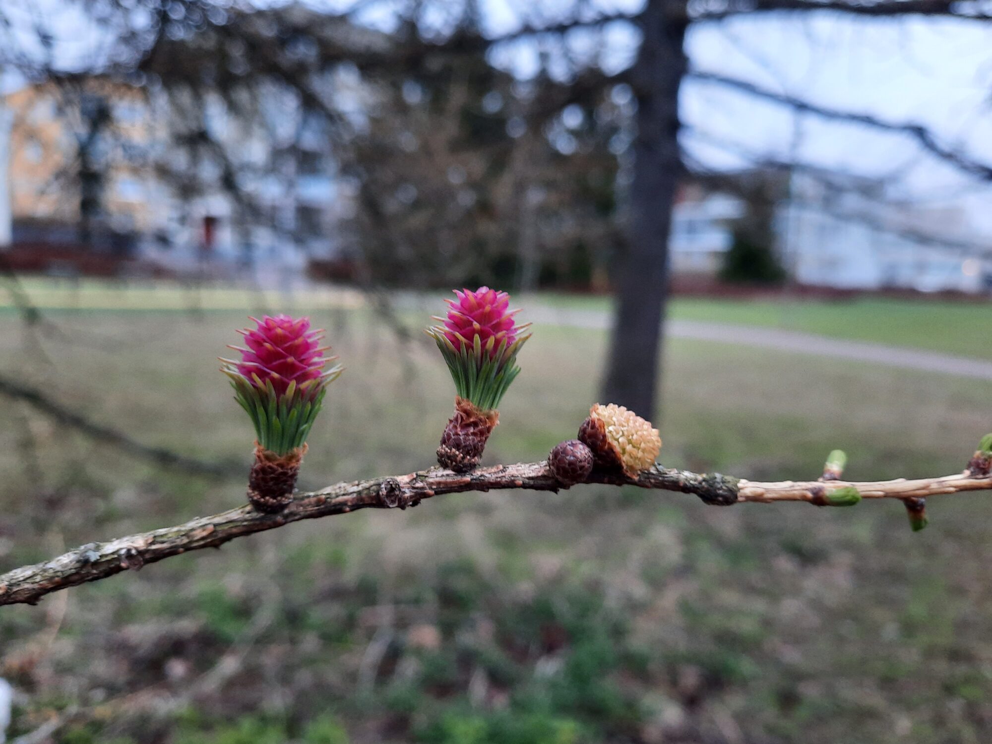 Valokuvaaja: Heli Lähdeaho