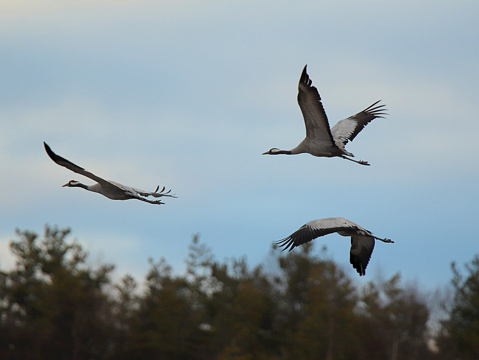 Valokuvaaja: sirpa jyske