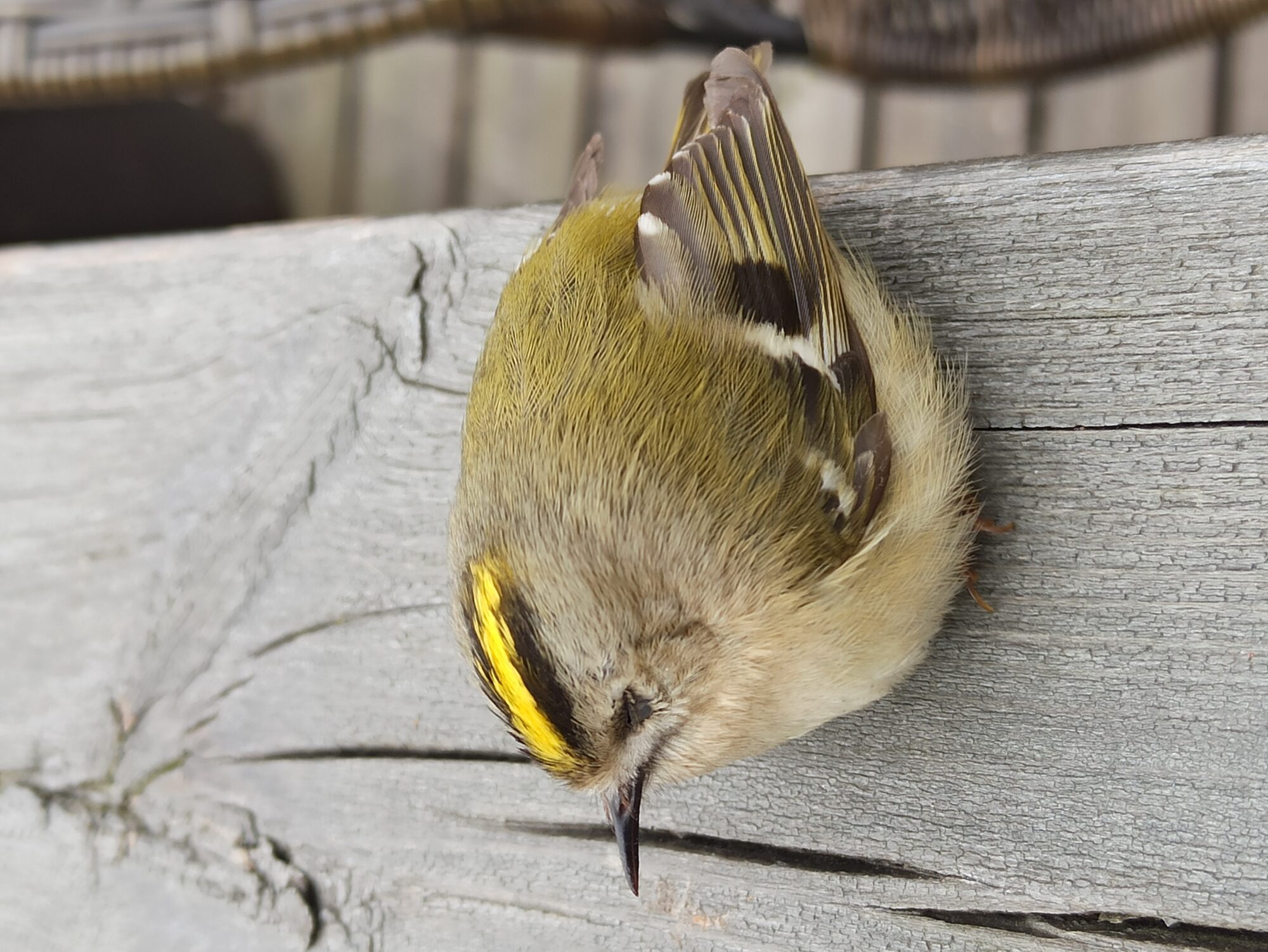 Valokuvaaja: Christina Forsberg