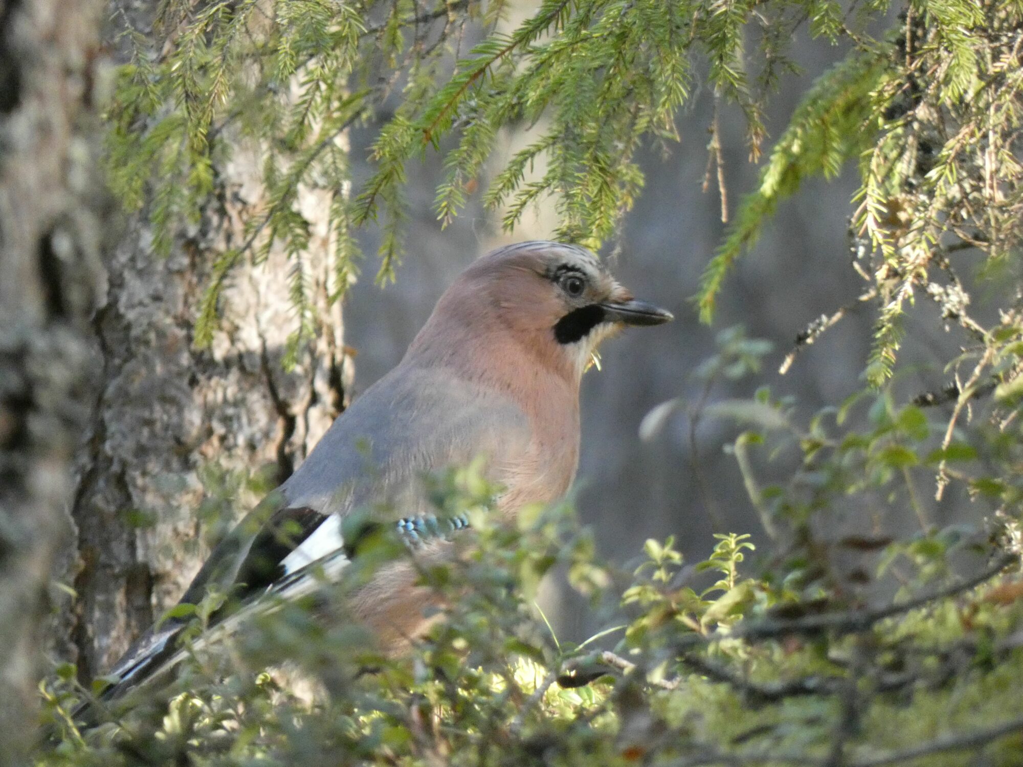 Valokuvaaja: Eero Peltonen