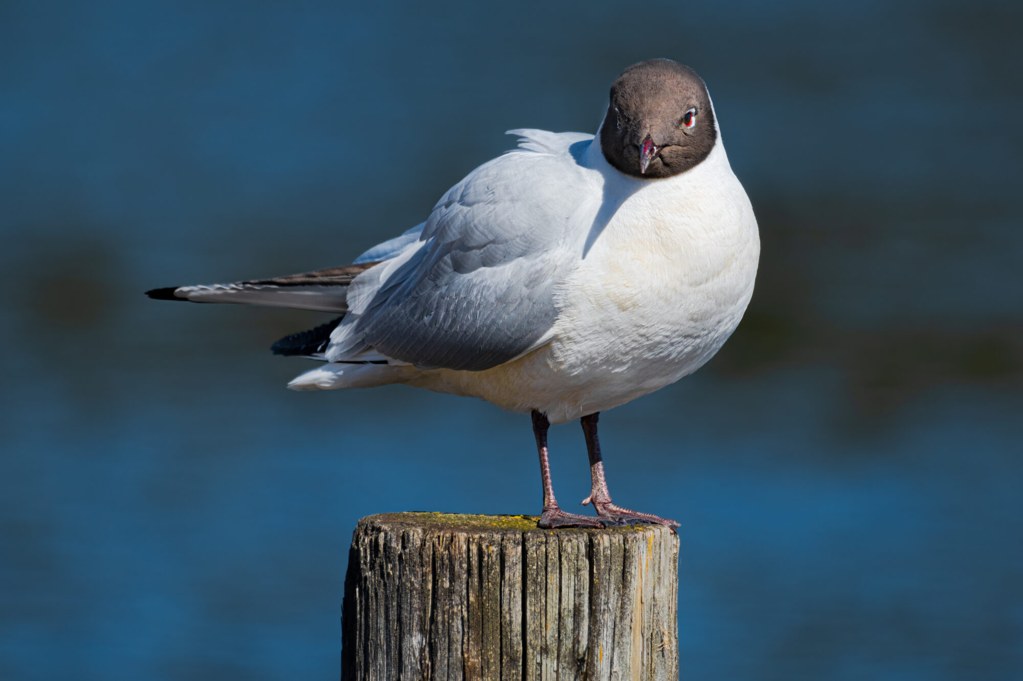 Valokuvaaja: Risto Lavi