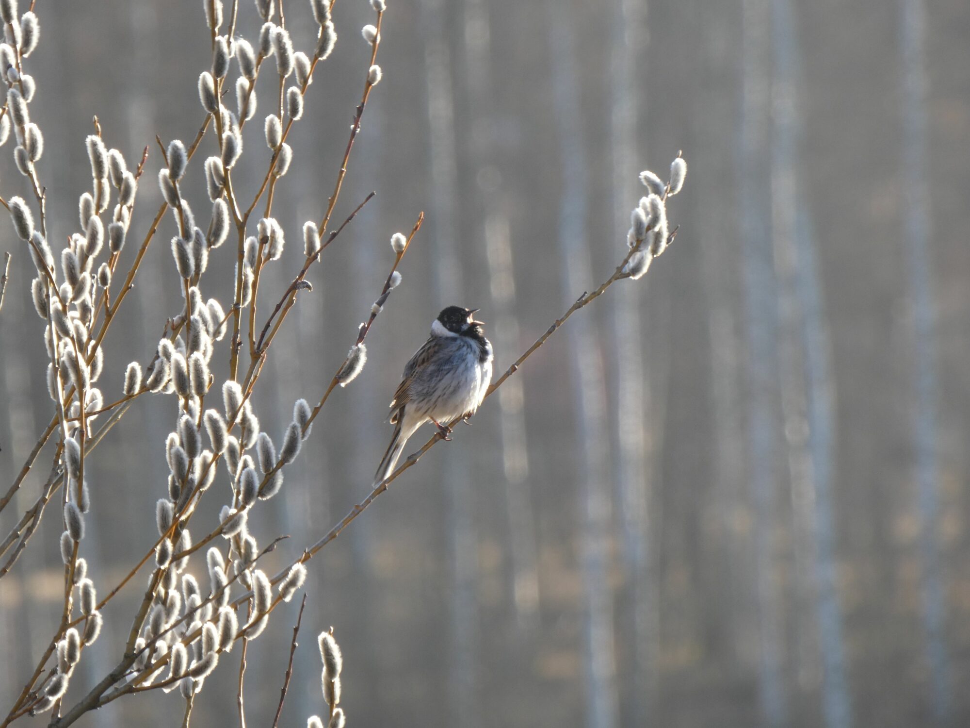 Valokuvaaja: Eero Peltonen Valokuvaaja: Eero Peltonen