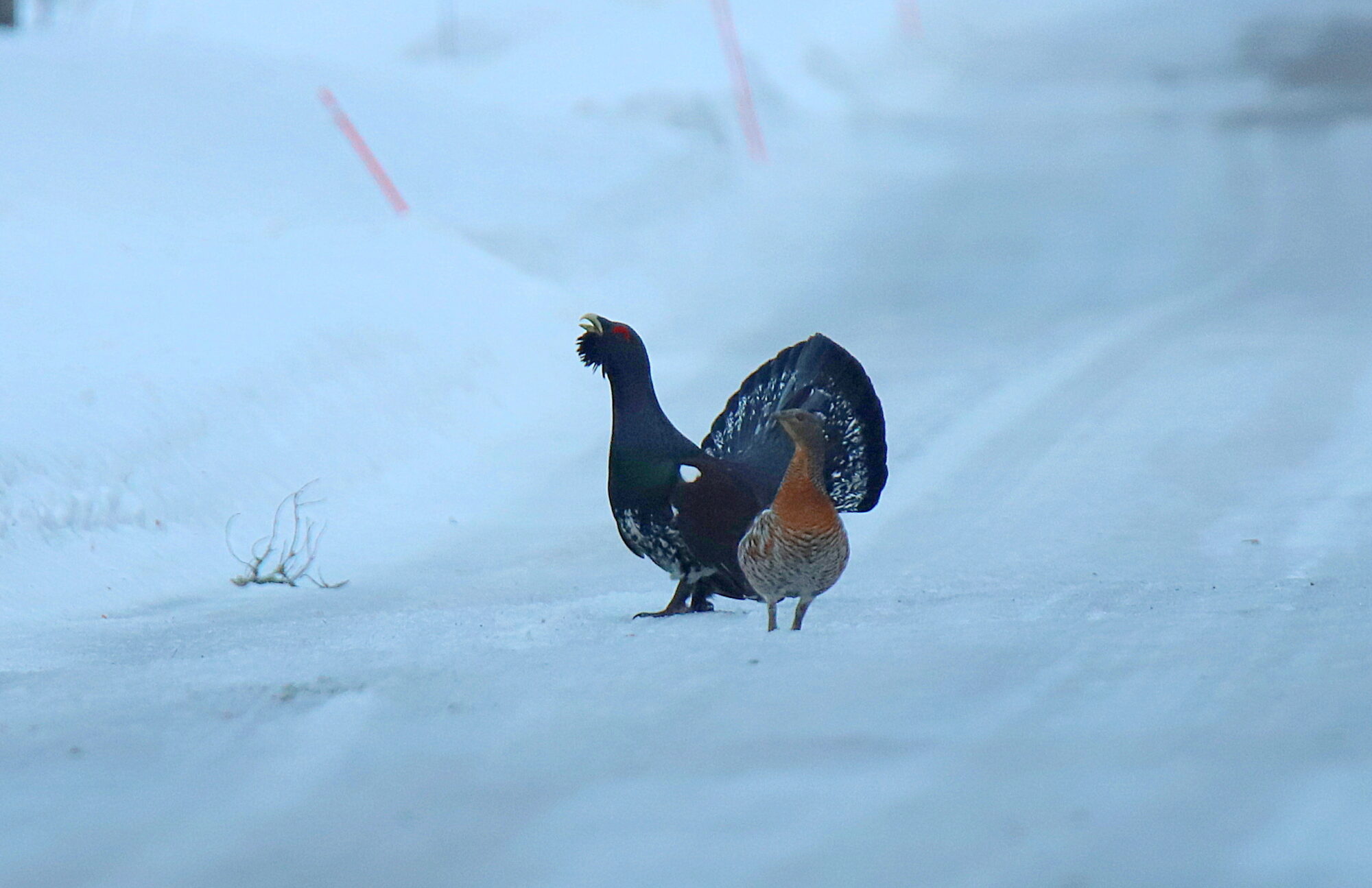 Valokuvaaja: sirpa jyske Valokuvaaja: sirpa jyske