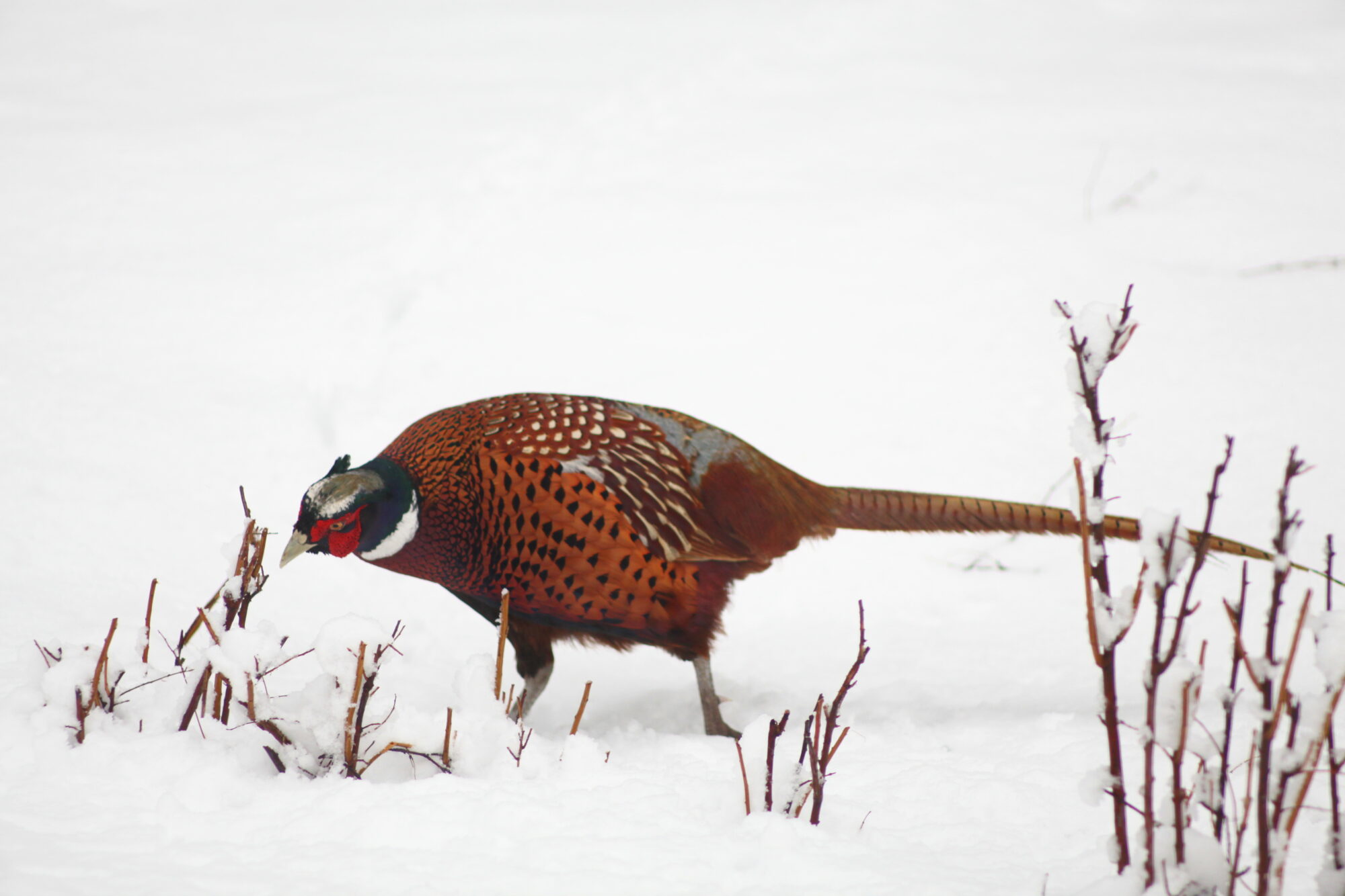 Valokuvaaja: Kaarlo Asikainen
