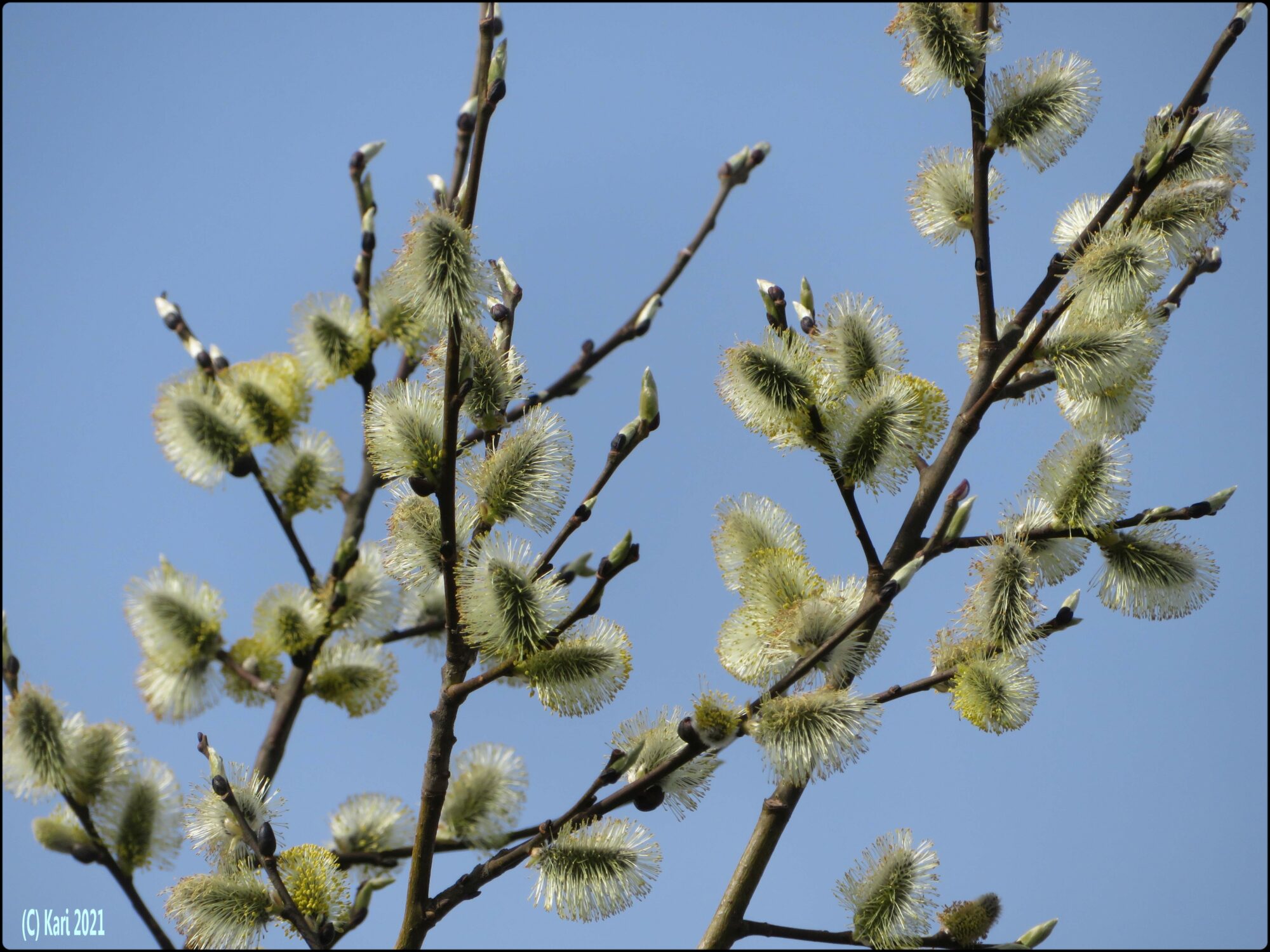 Valokuvaaja: Kari Saarinen Valokuvaaja: Kari Saarinen