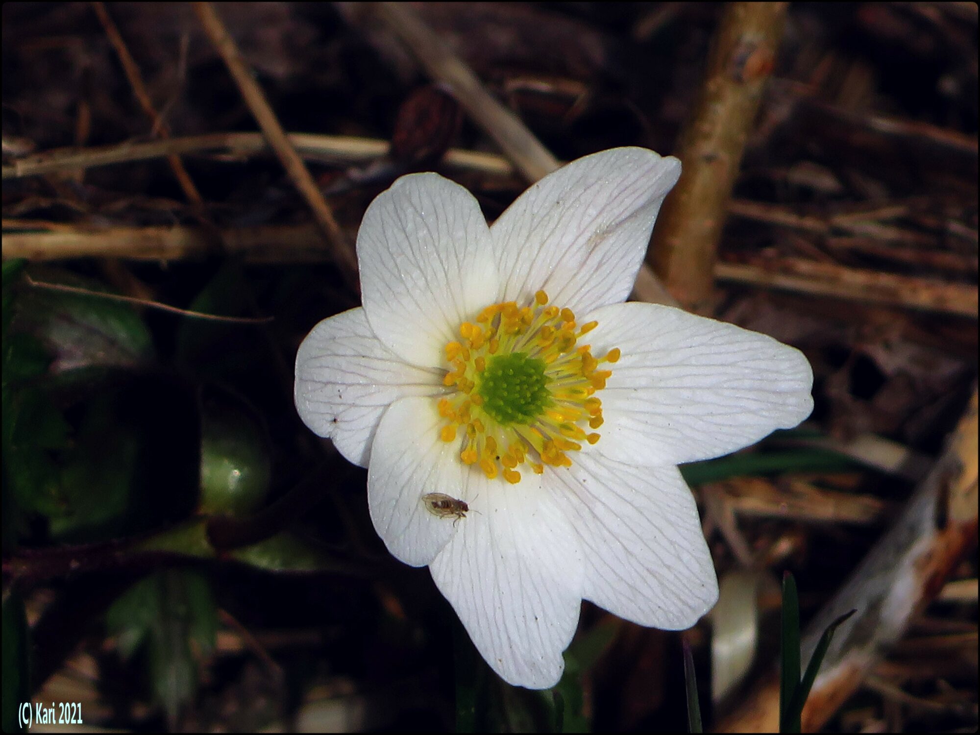 Valokuvaaja: Kari Saarinen Valokuvaaja: Kari Saarinen