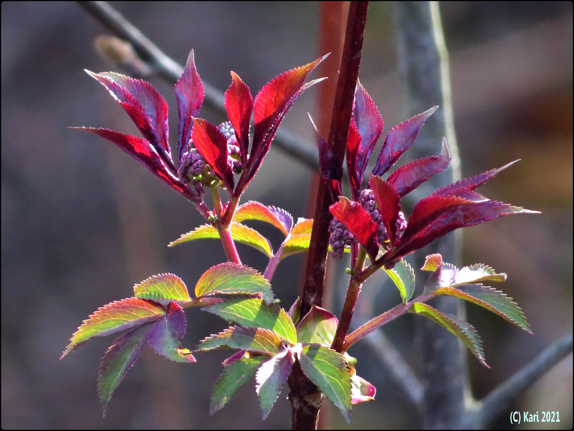 Valokuvaaja: Kari Saarinen