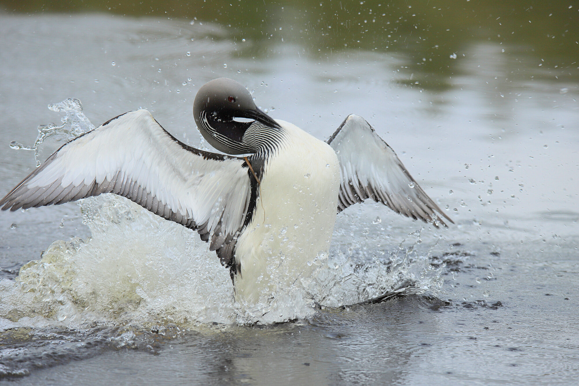Valokuvaaja: sirpa jyske