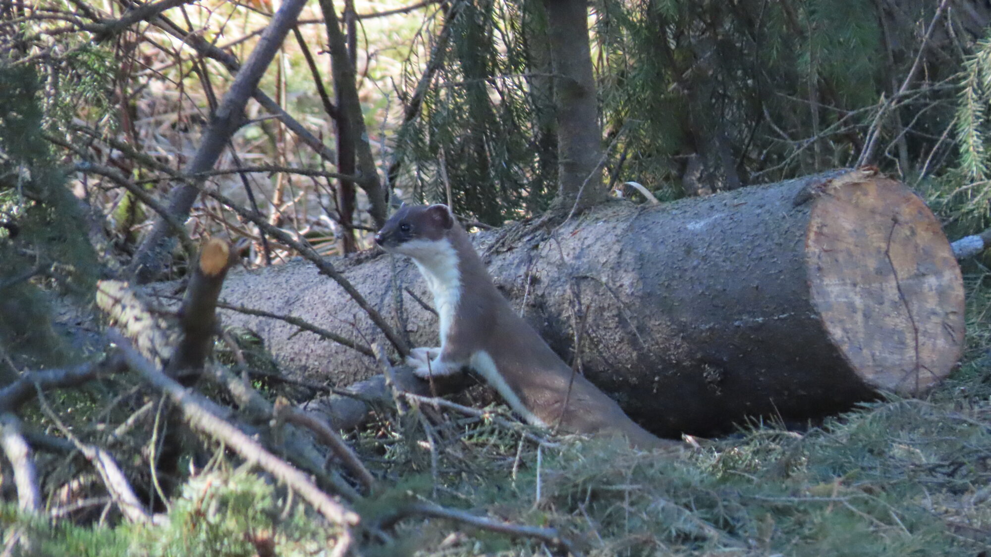 Valokuvaaja: Netta H