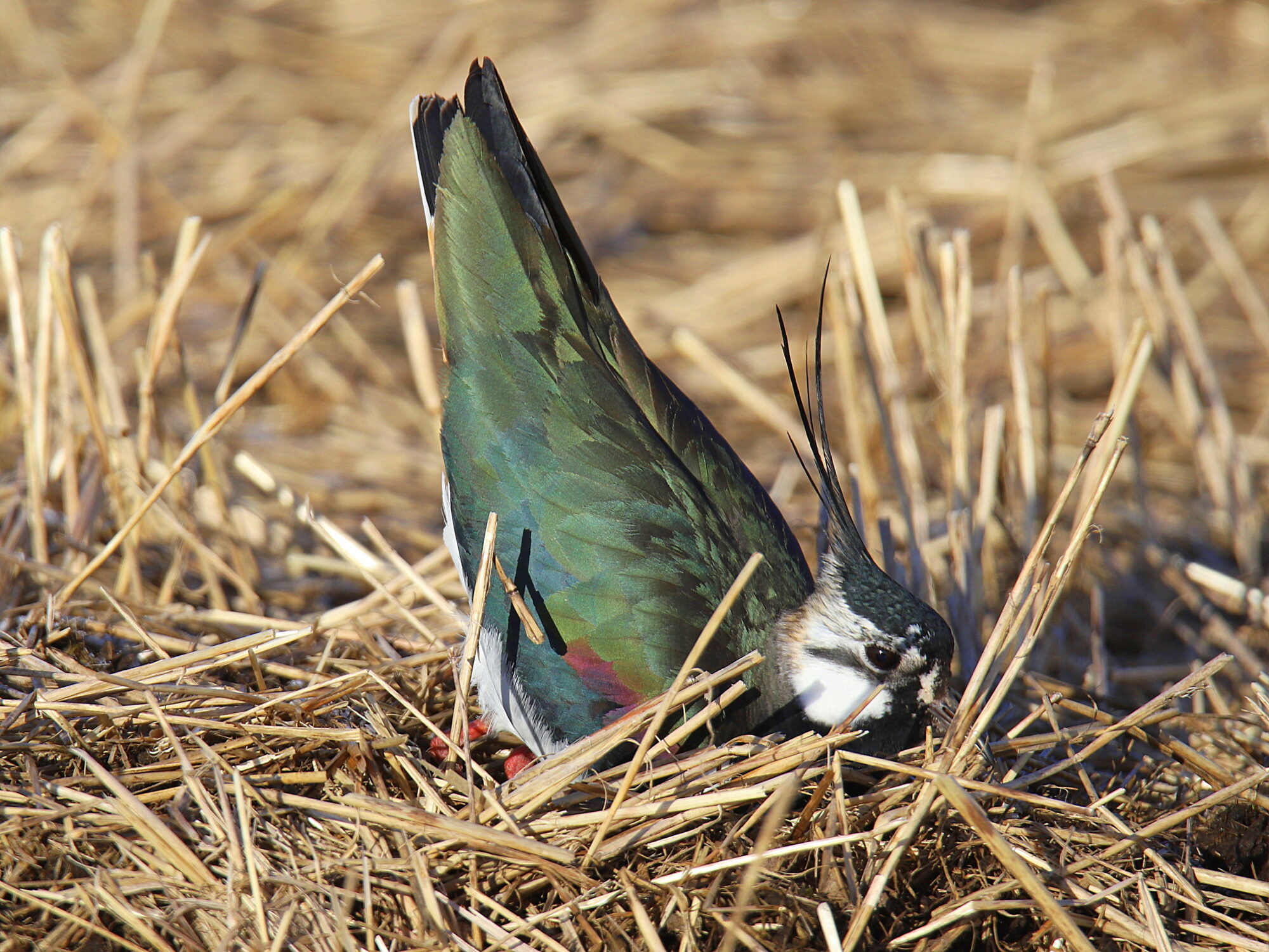 Valokuvaaja: sirpa jyske Valokuvaaja: sirpa jyske