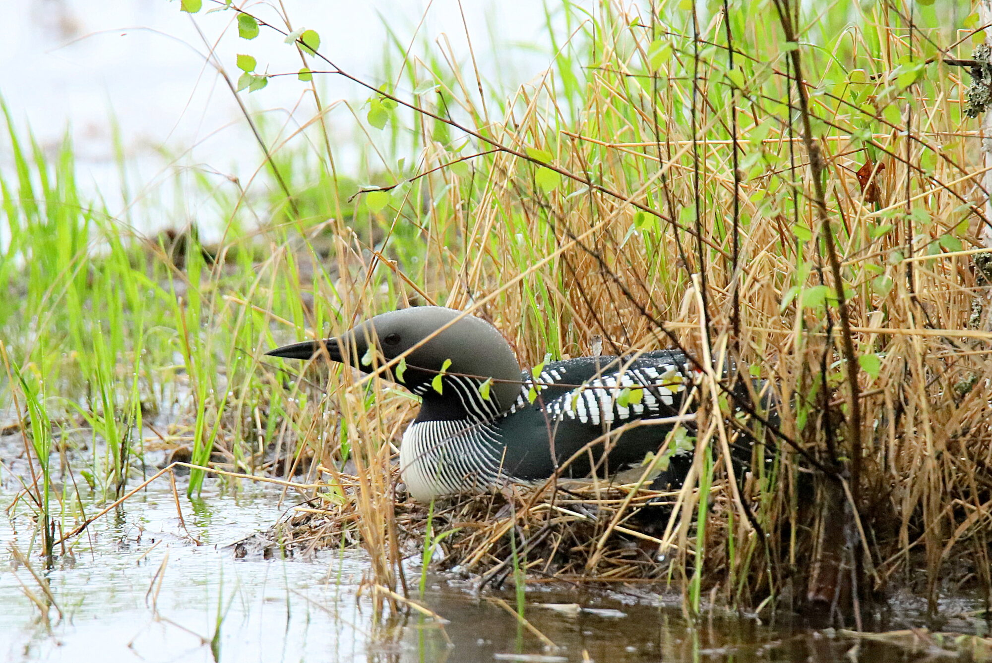Valokuvaaja: sirpa jyske