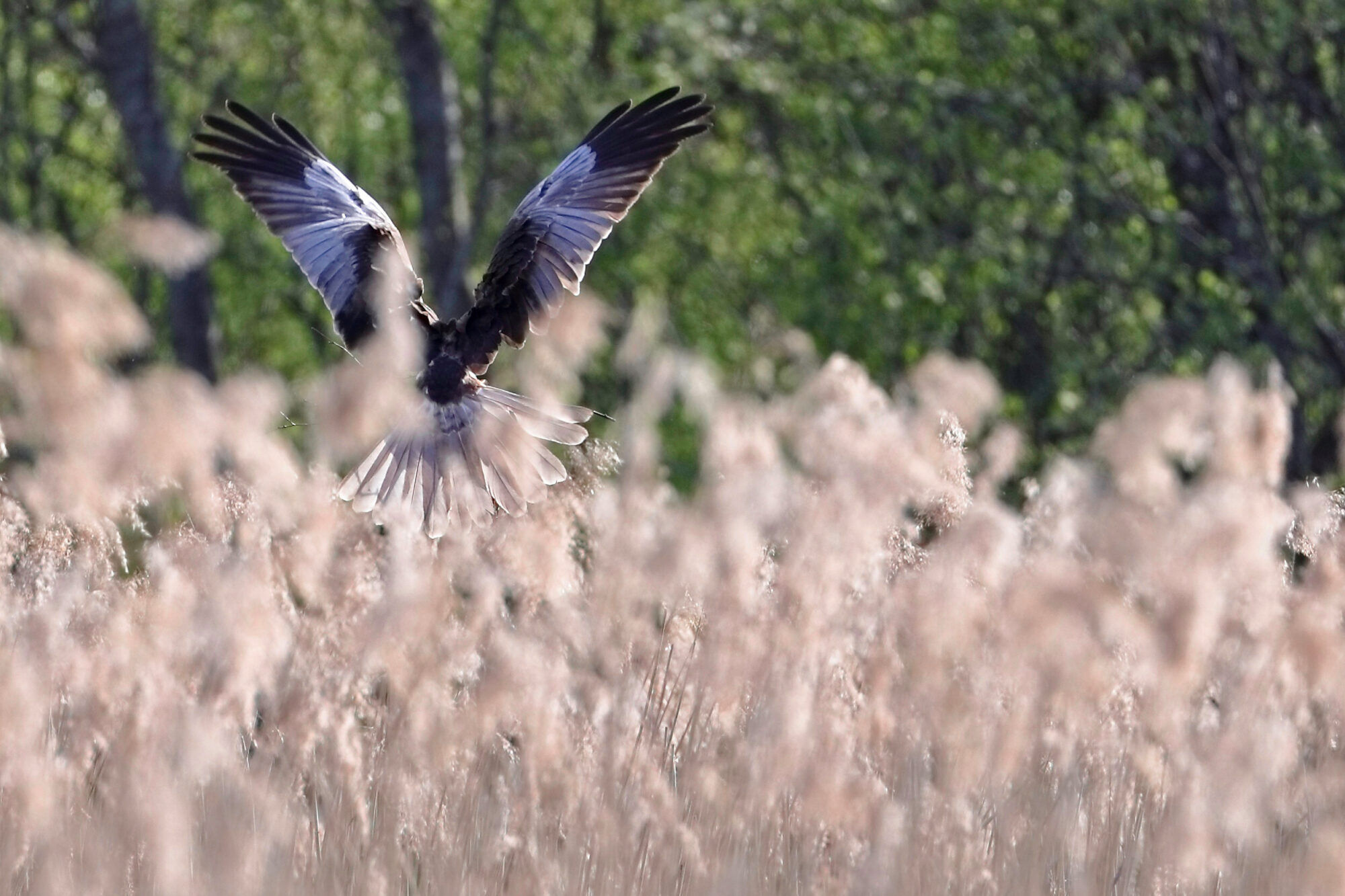 Valokuvaaja: Ari Branthin