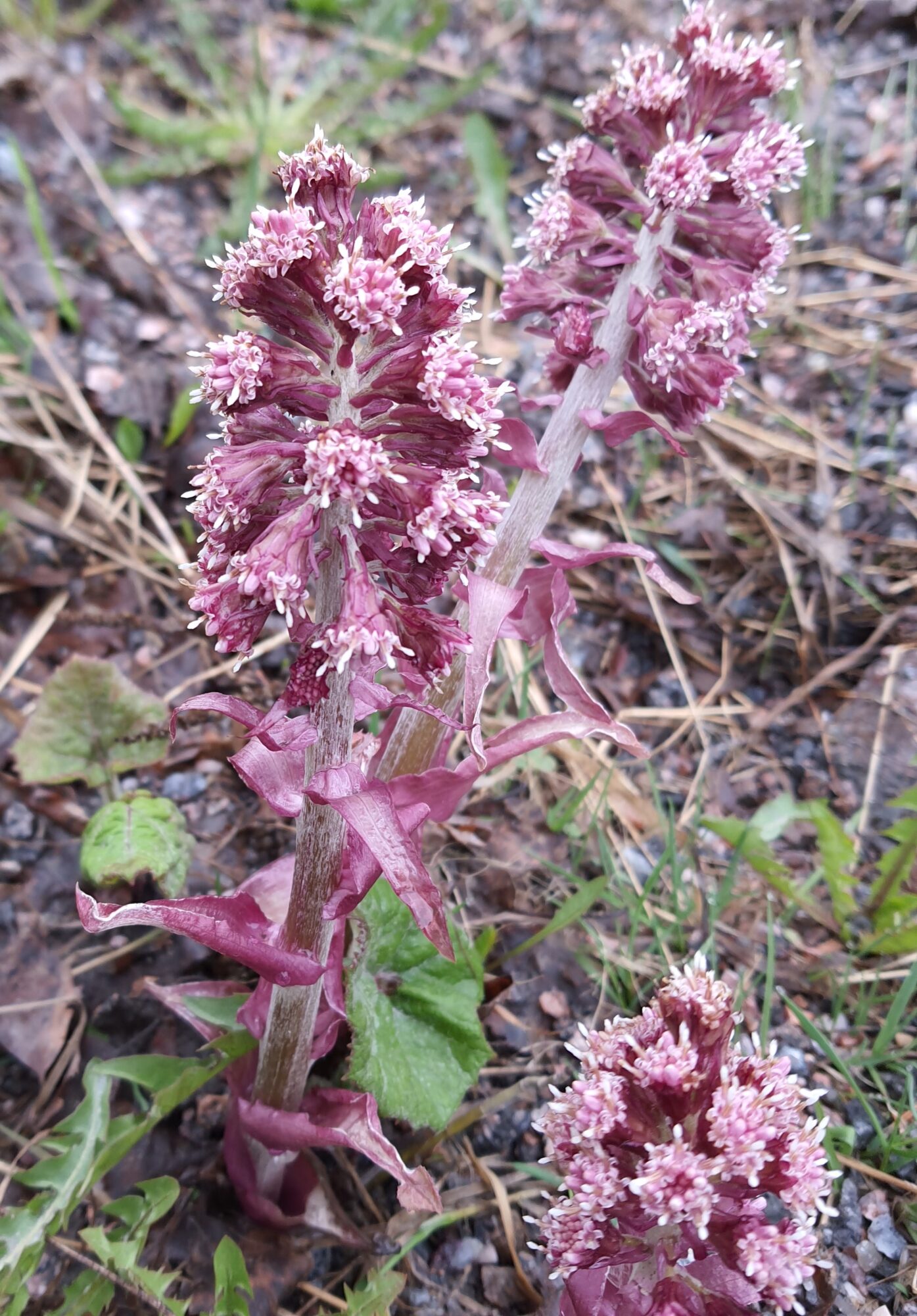 Valokuvaaja: Sunneva Petrov