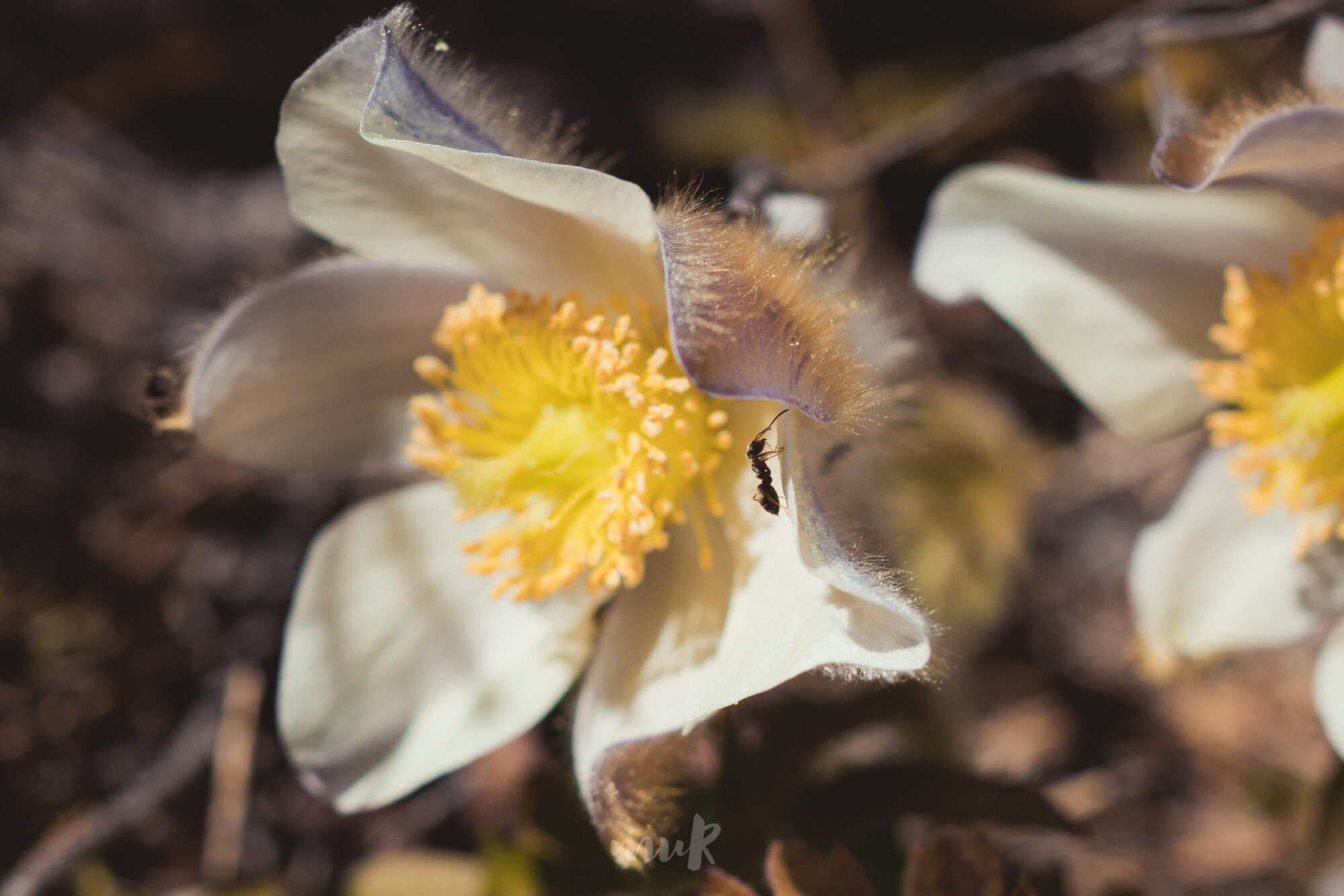 Valokuvaaja: Mari Mur