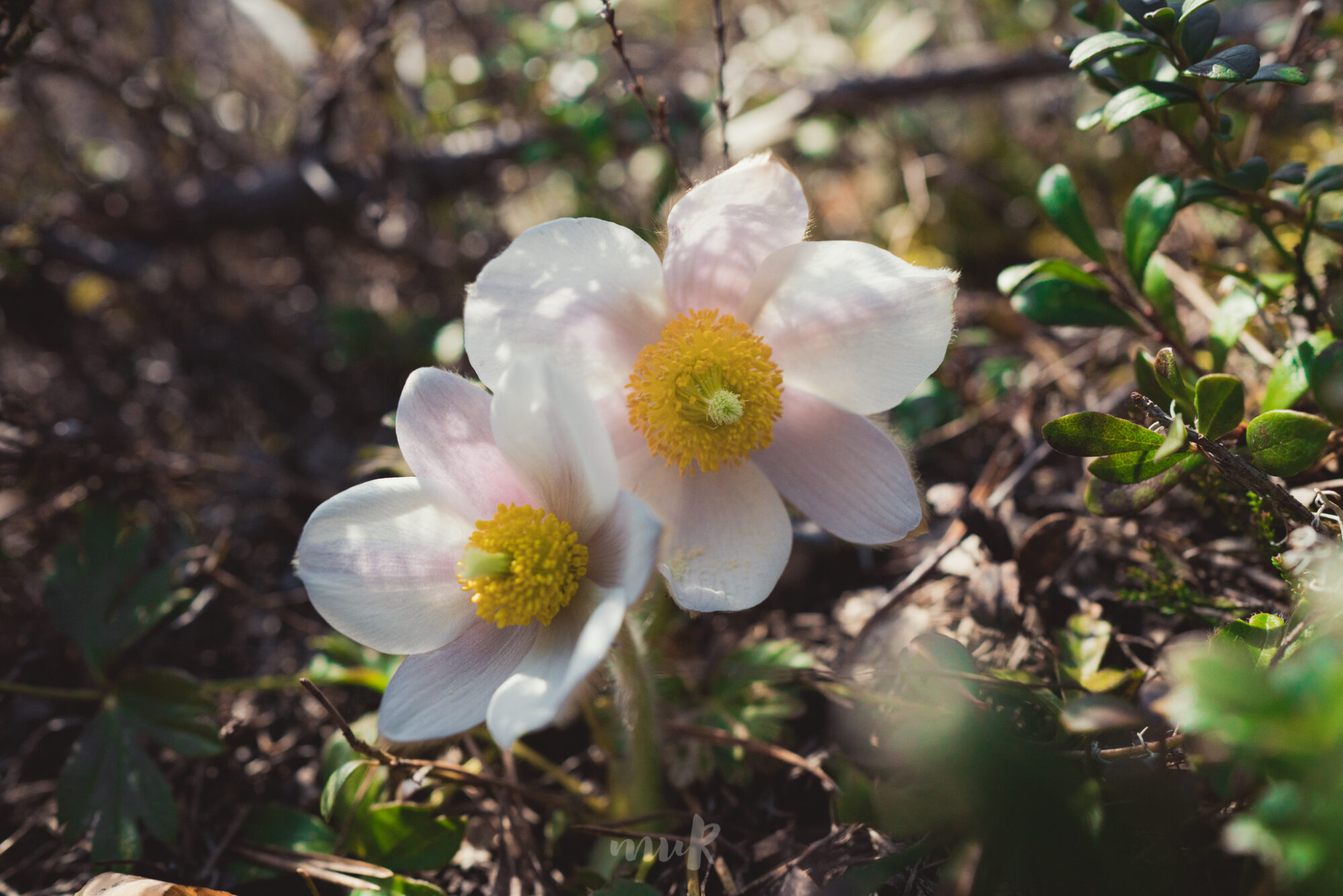 Valokuvaaja: Mari Mur