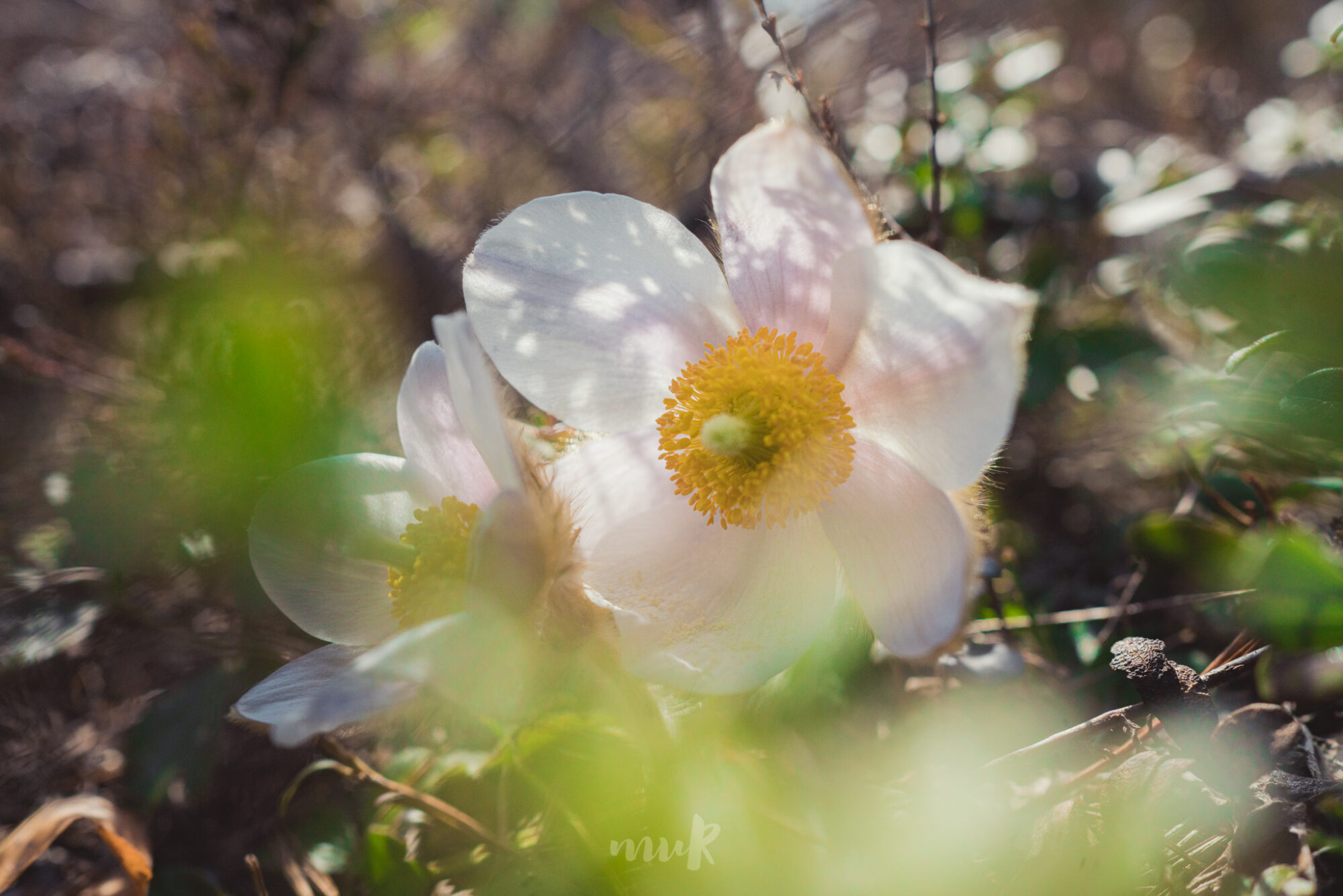 Valokuvaaja: Mari Mur