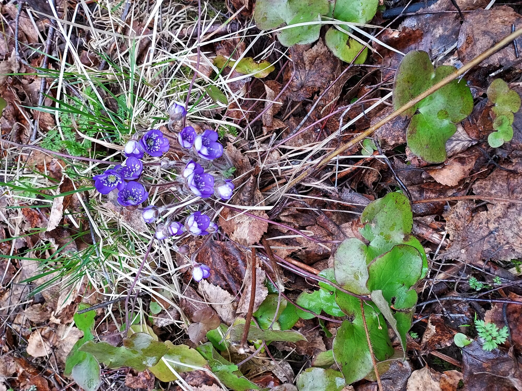 Valokuvaaja: Eija Johanna Saastamoinen