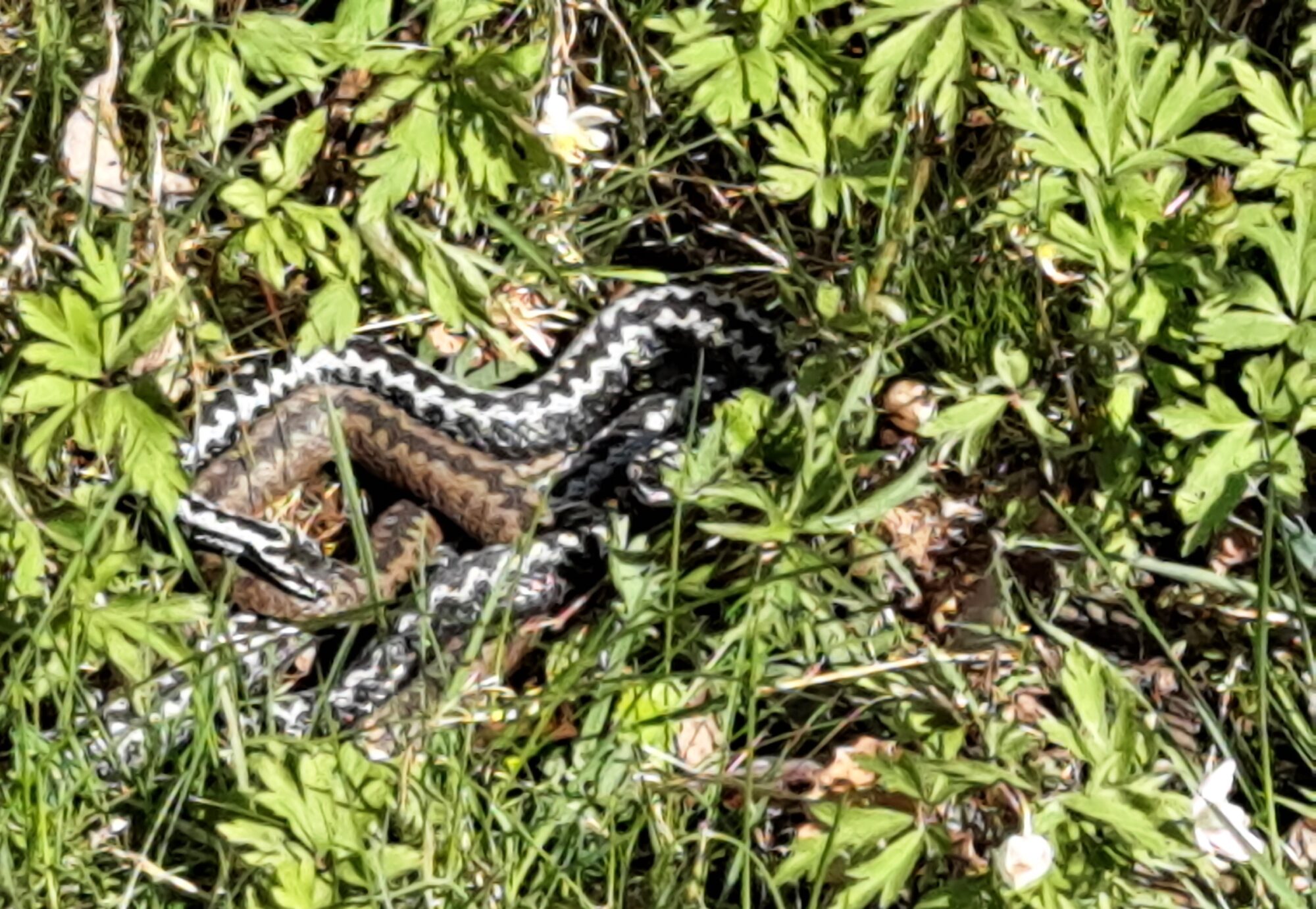 Valokuvaaja: Satu Suuntala