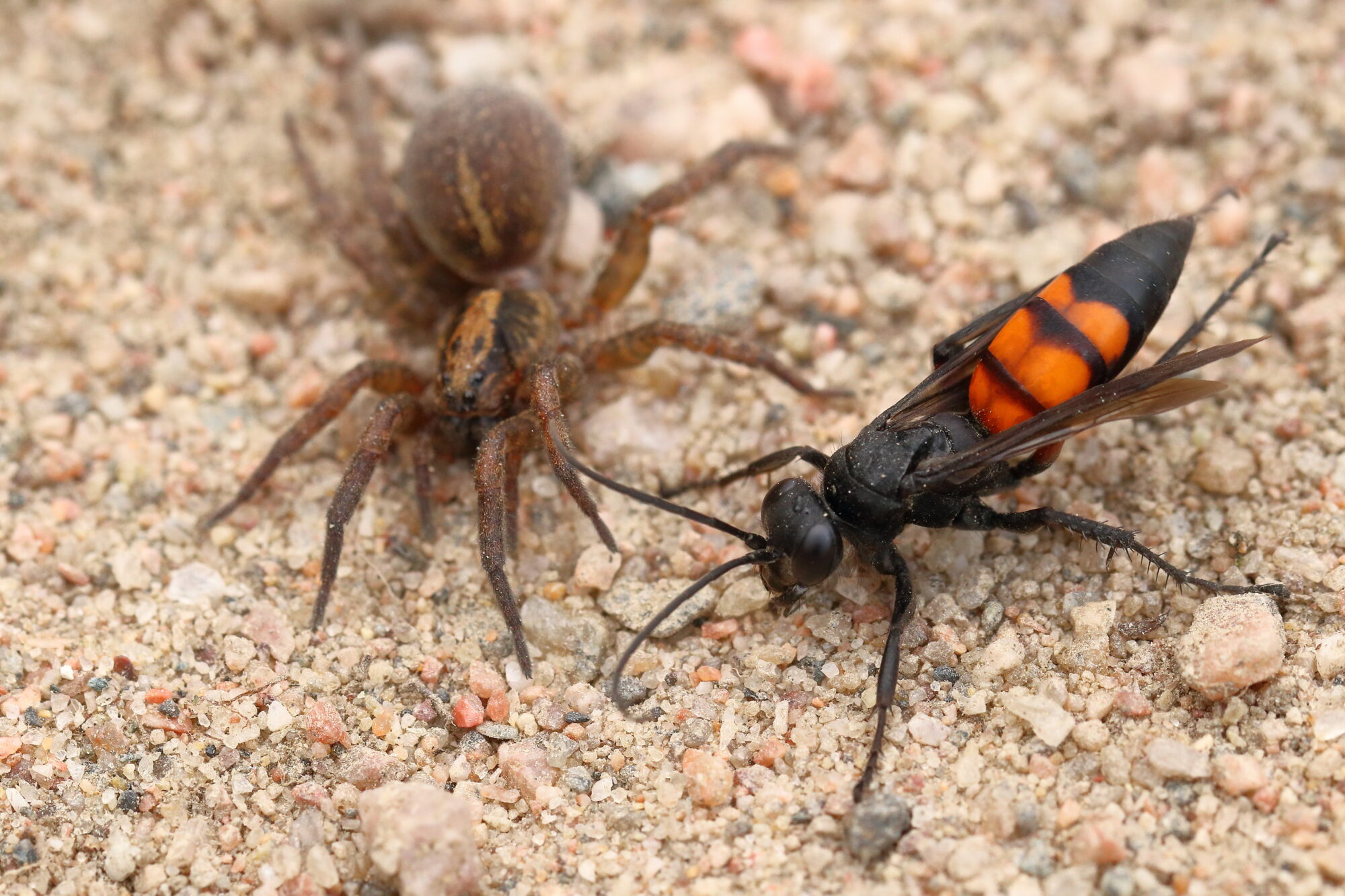 Valokuvaaja: Kimmo Jalkanen