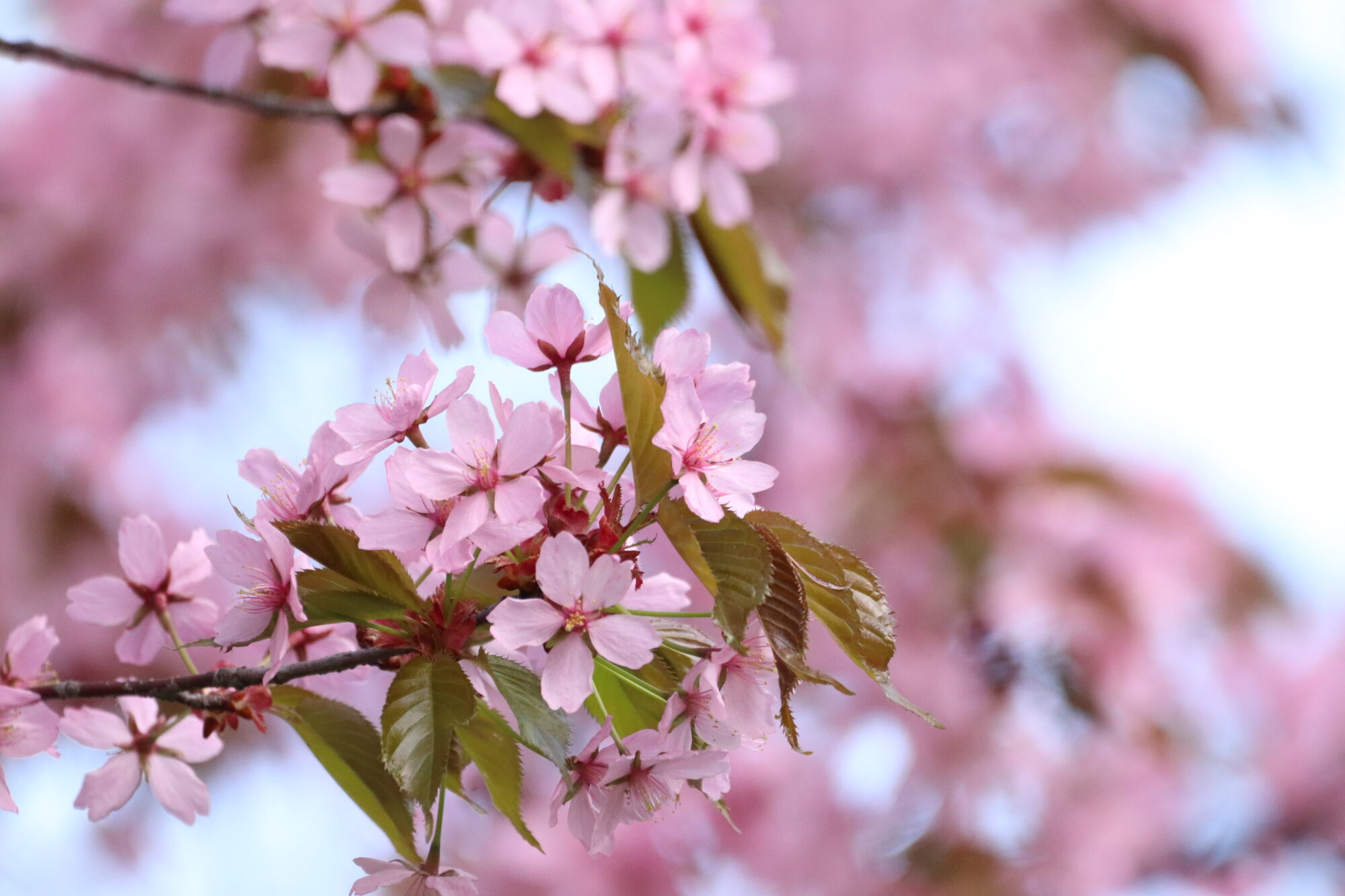 Valokuvaaja: Mari Saksola