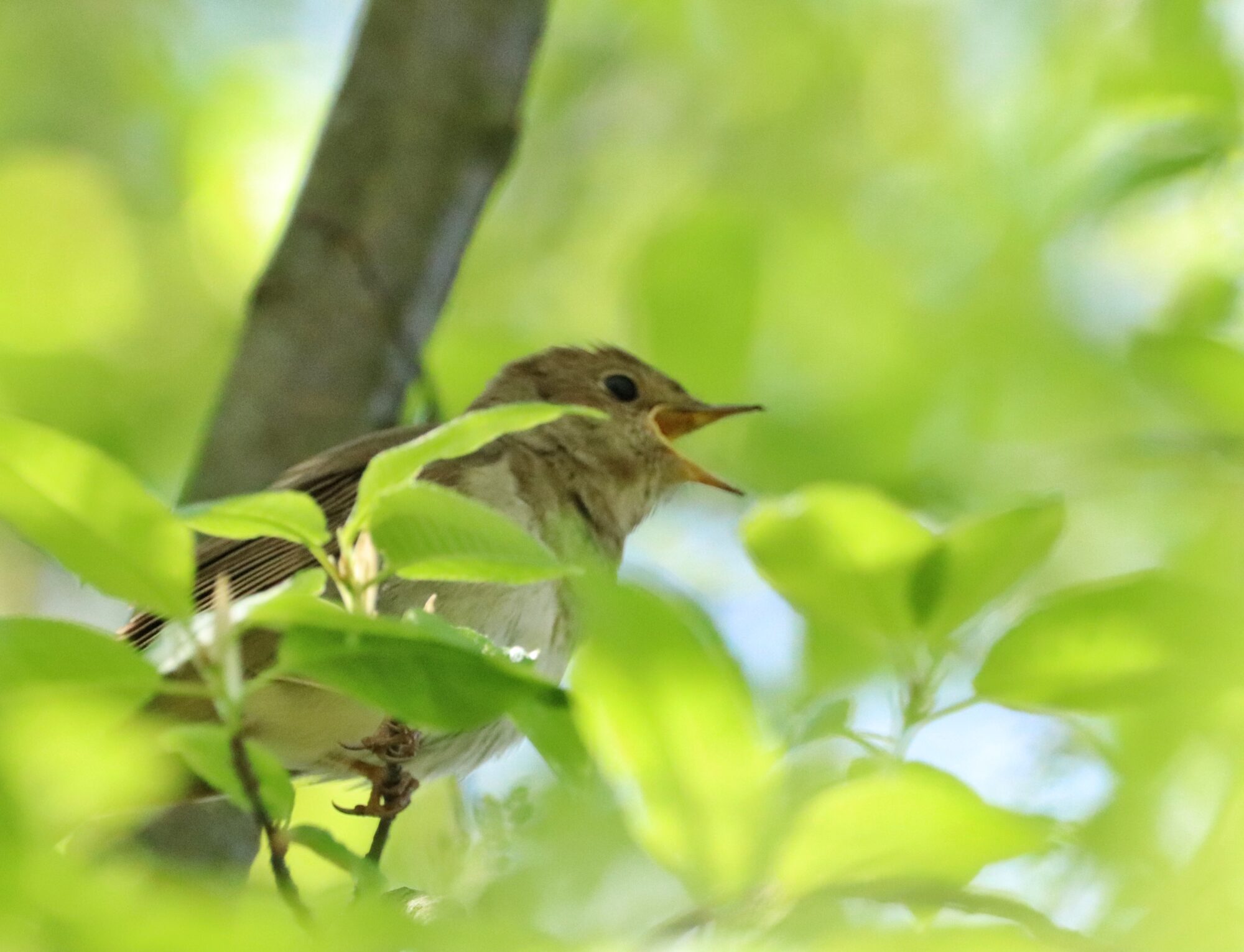 Valokuvaaja: Mari Saksola
