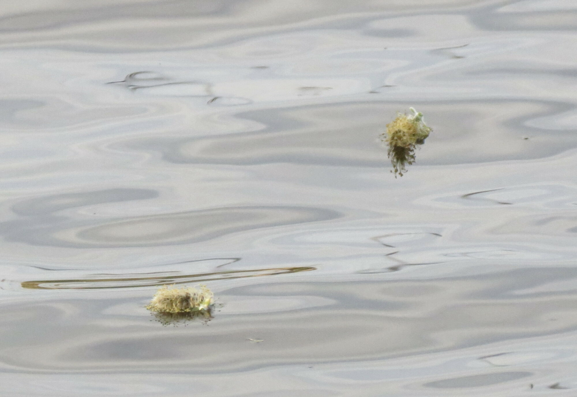 Valokuvaaja: Elina Vuorimaa-Laukkanen