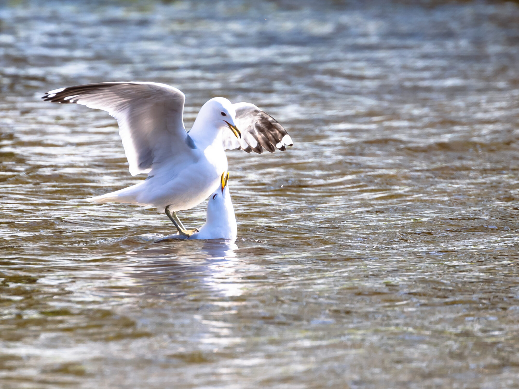 Valokuvaaja: Anne Patana