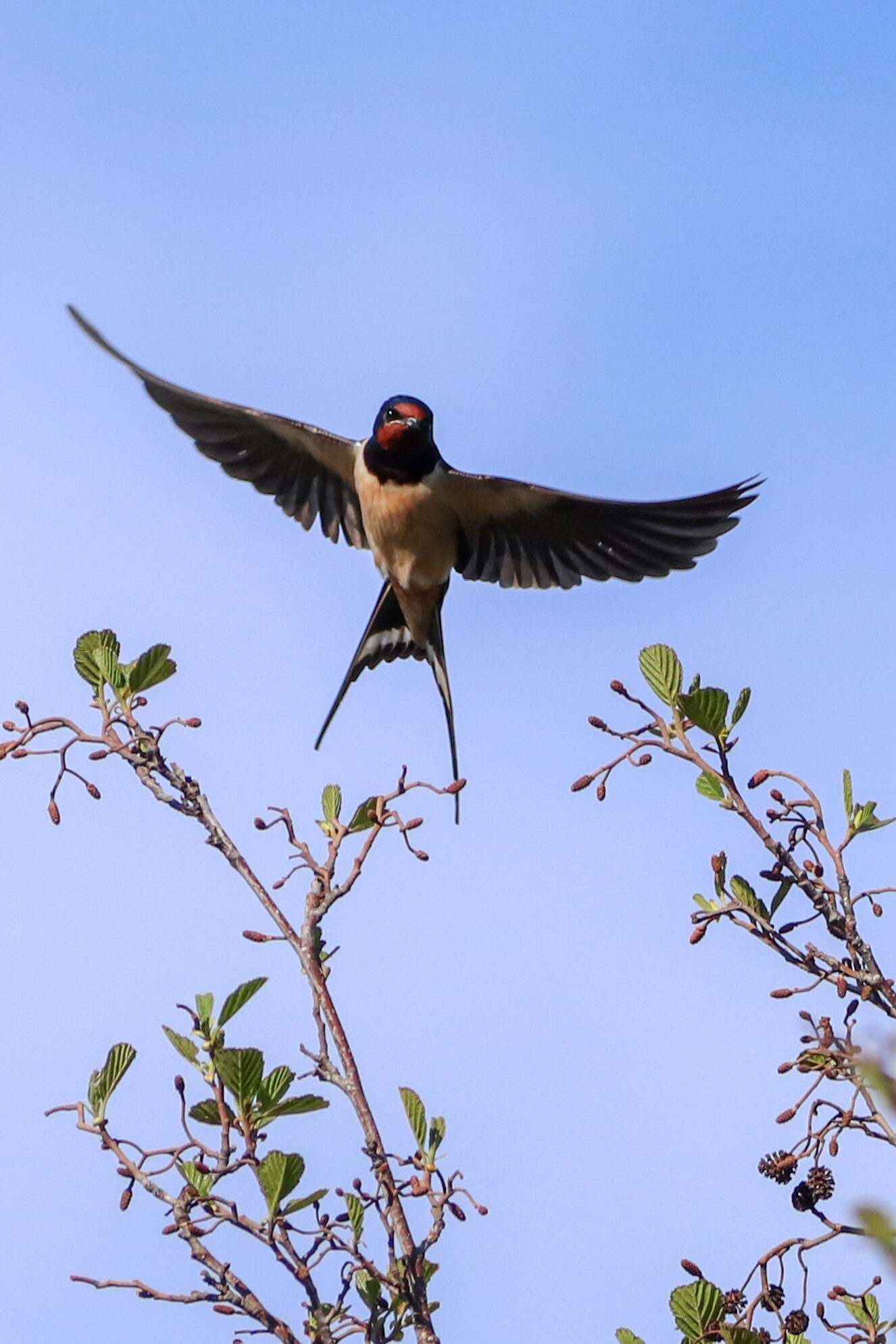 Valokuvaaja: Mari Saksola Valokuvaaja: Mari Saksola