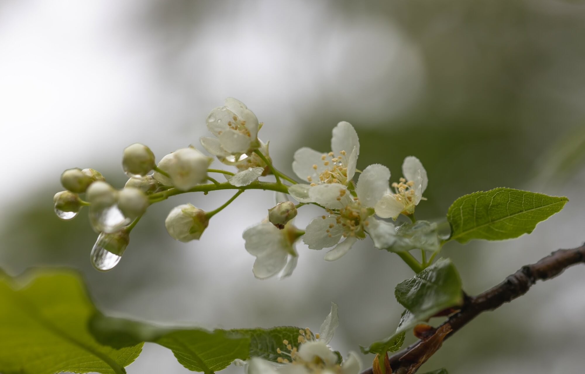 Valokuvaaja: Anne Patana