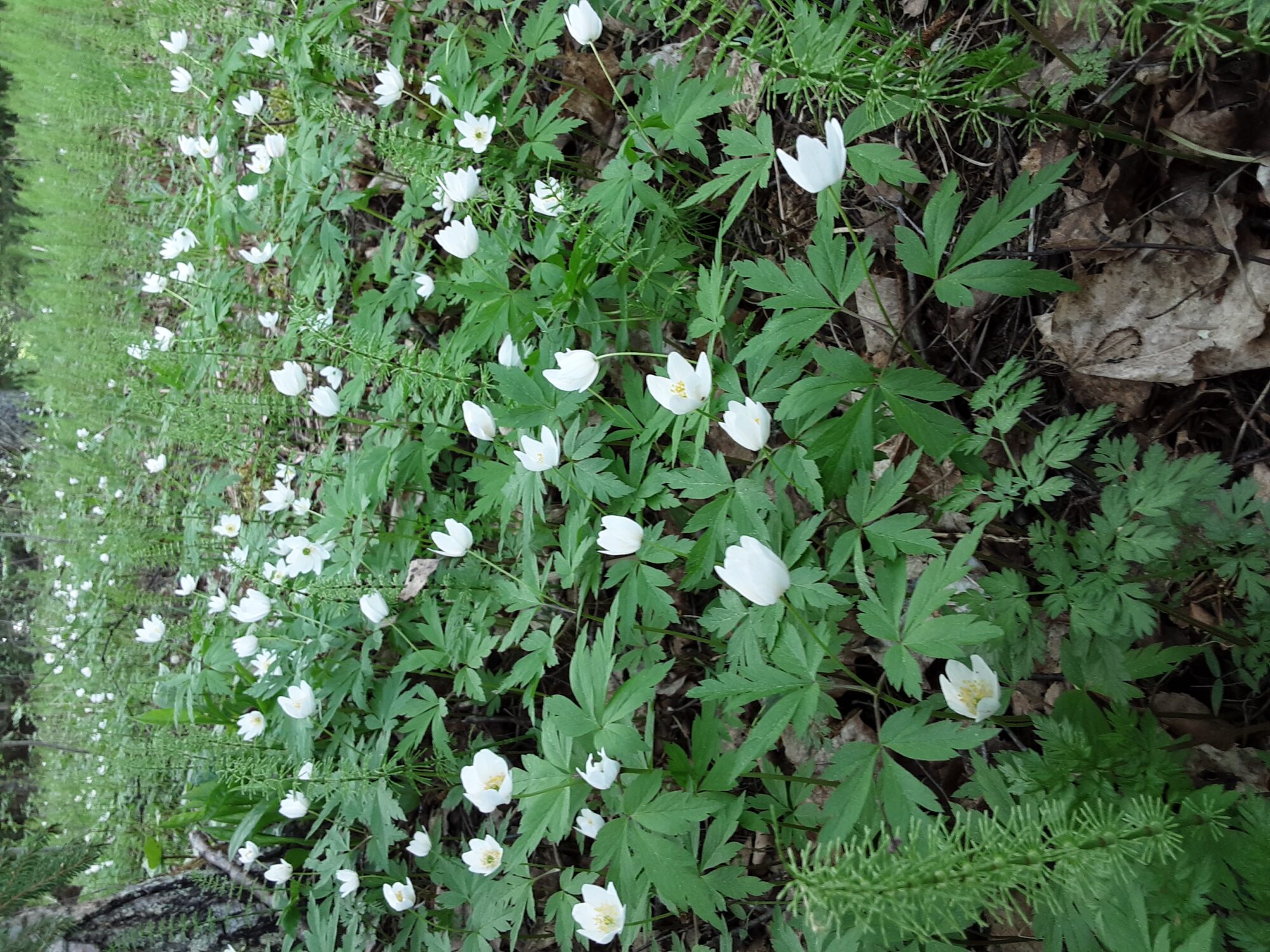 Valokuvaaja: Eija Johanna Saastamoinen