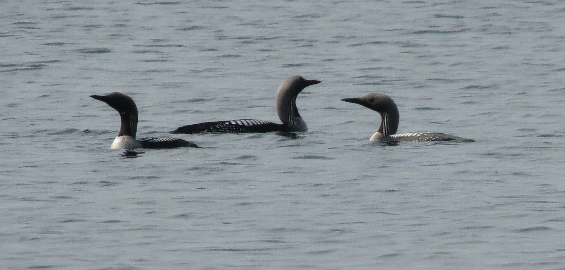 Valokuvaaja: Elina Vuorimaa-Laukkanen