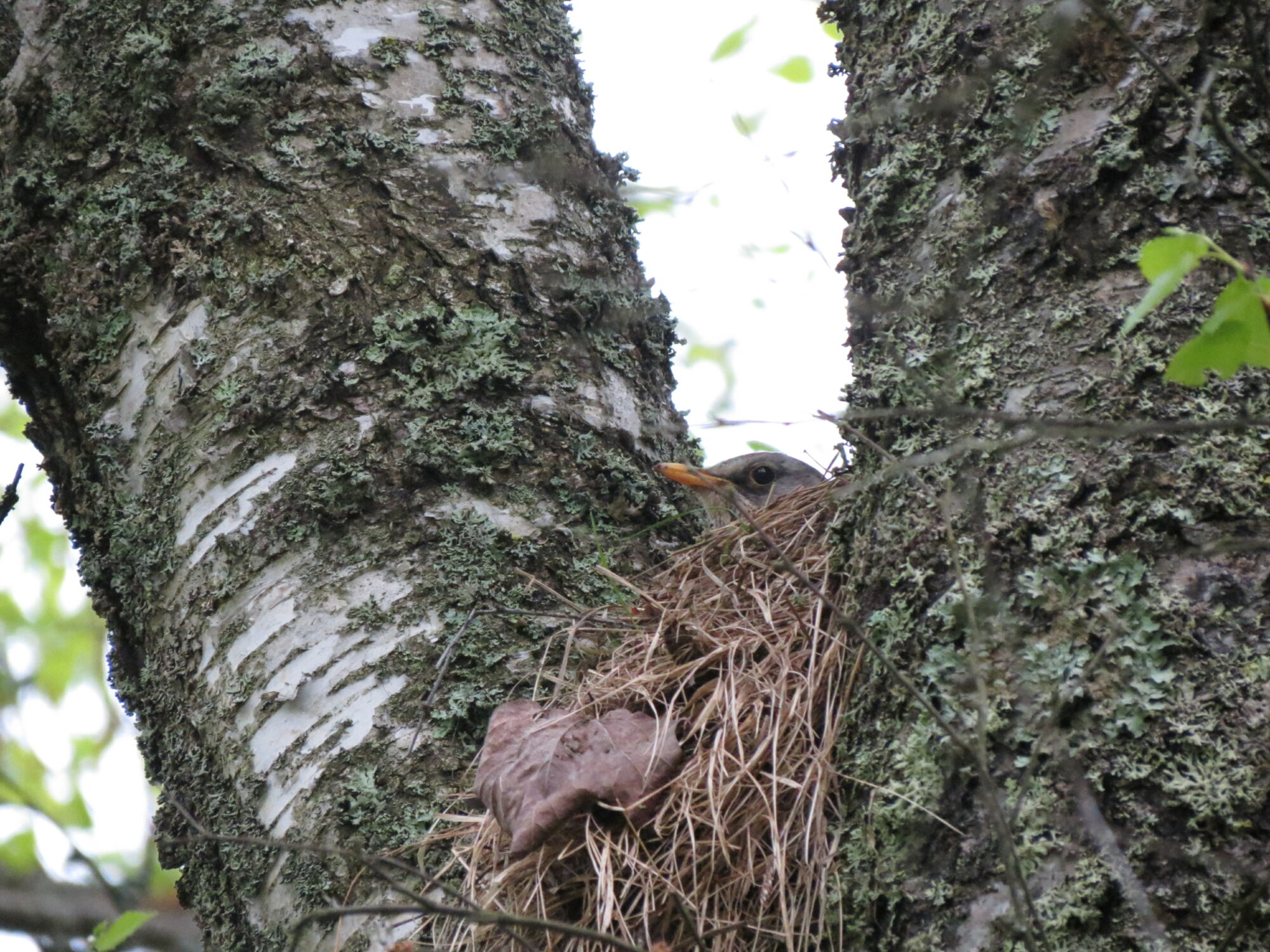 Valokuvaaja: Elina Vuorimaa-Laukkanen