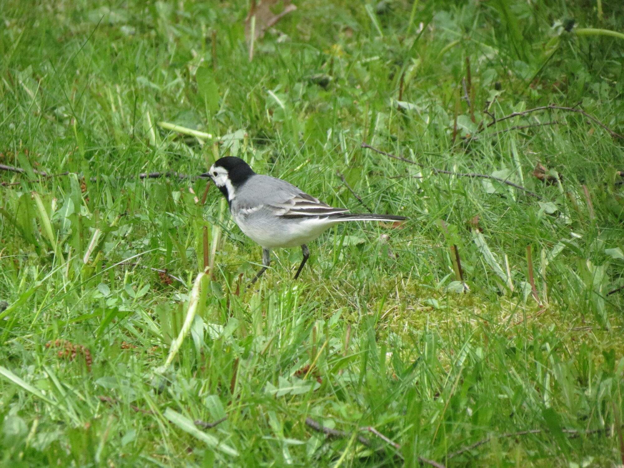 Valokuvaaja: Elina Vuorimaa-Laukkanen