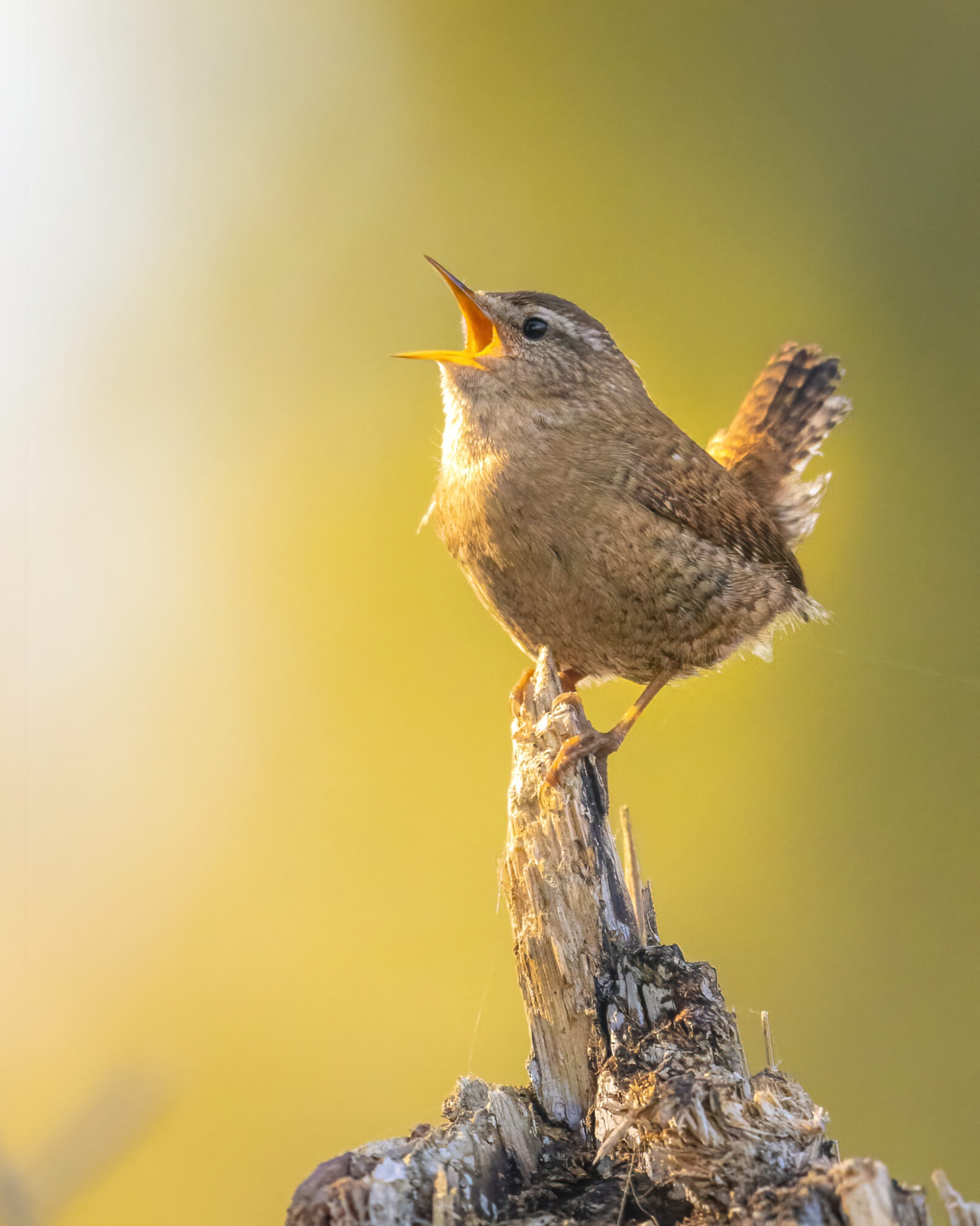 Valokuvaaja: Jukka Risikko
