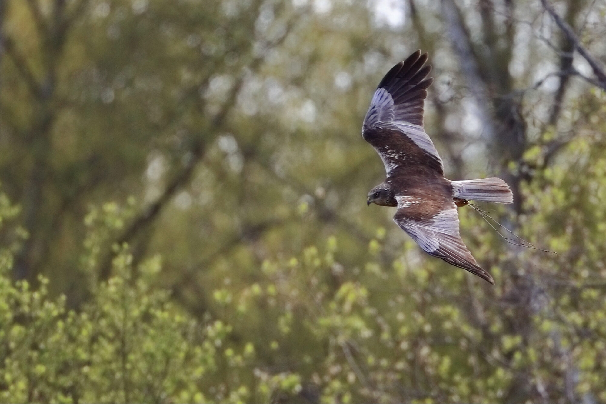 Valokuvaaja: Ari Branthin