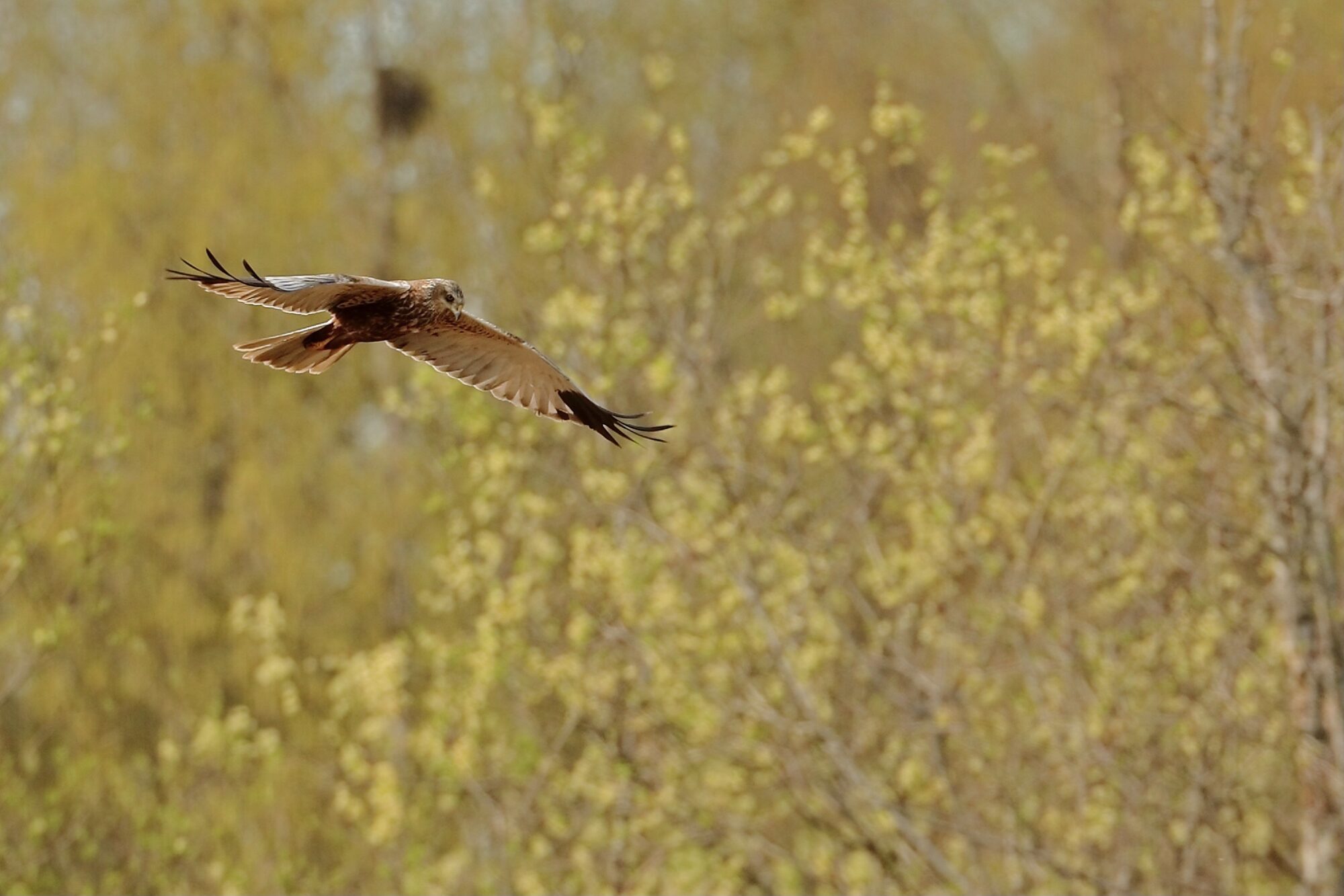 Valokuvaaja: Ari Branthin Valokuvaaja: Ari Branthin