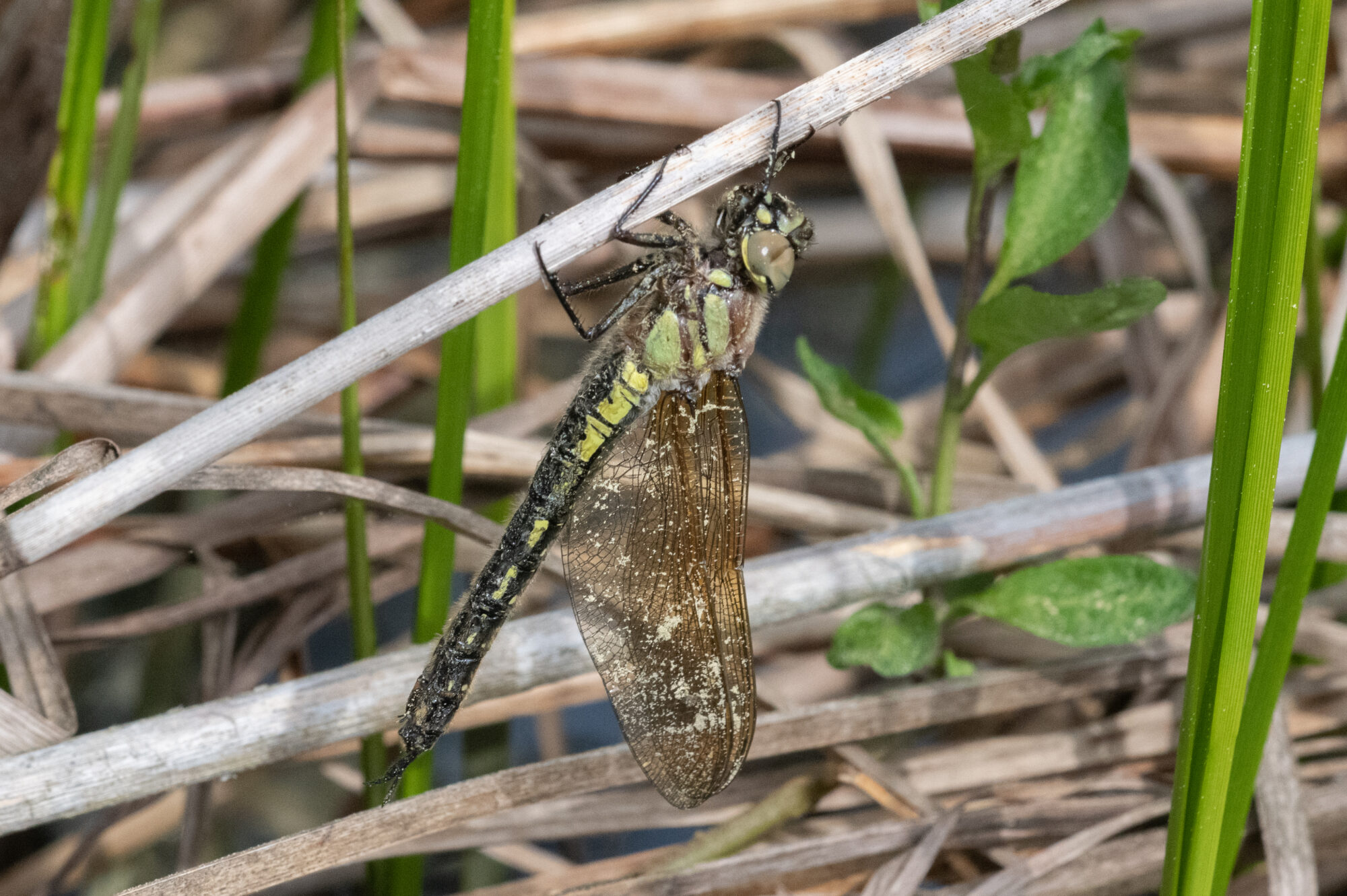 Valokuvaaja: Toivo Toivanen