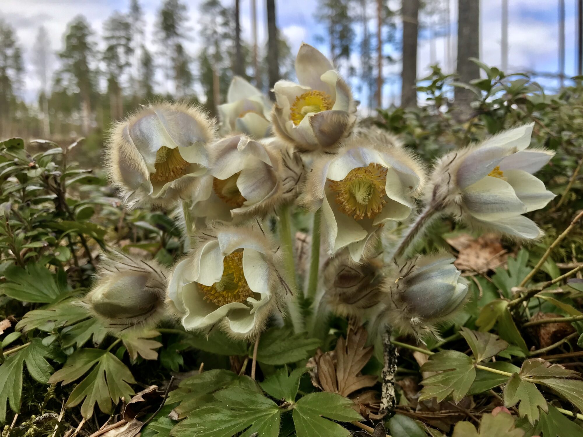 Valokuvaaja: Tiina Lönnrot