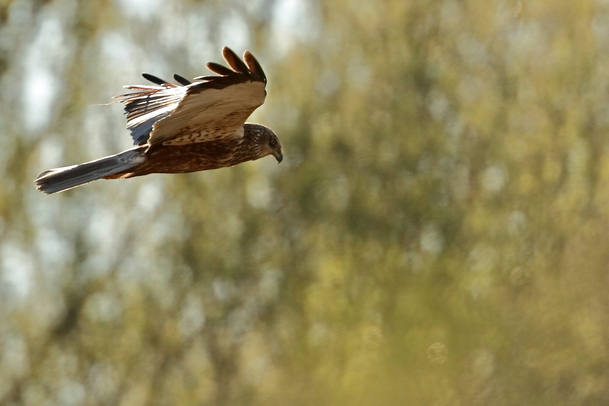 Valokuvaaja: Ari Branthin