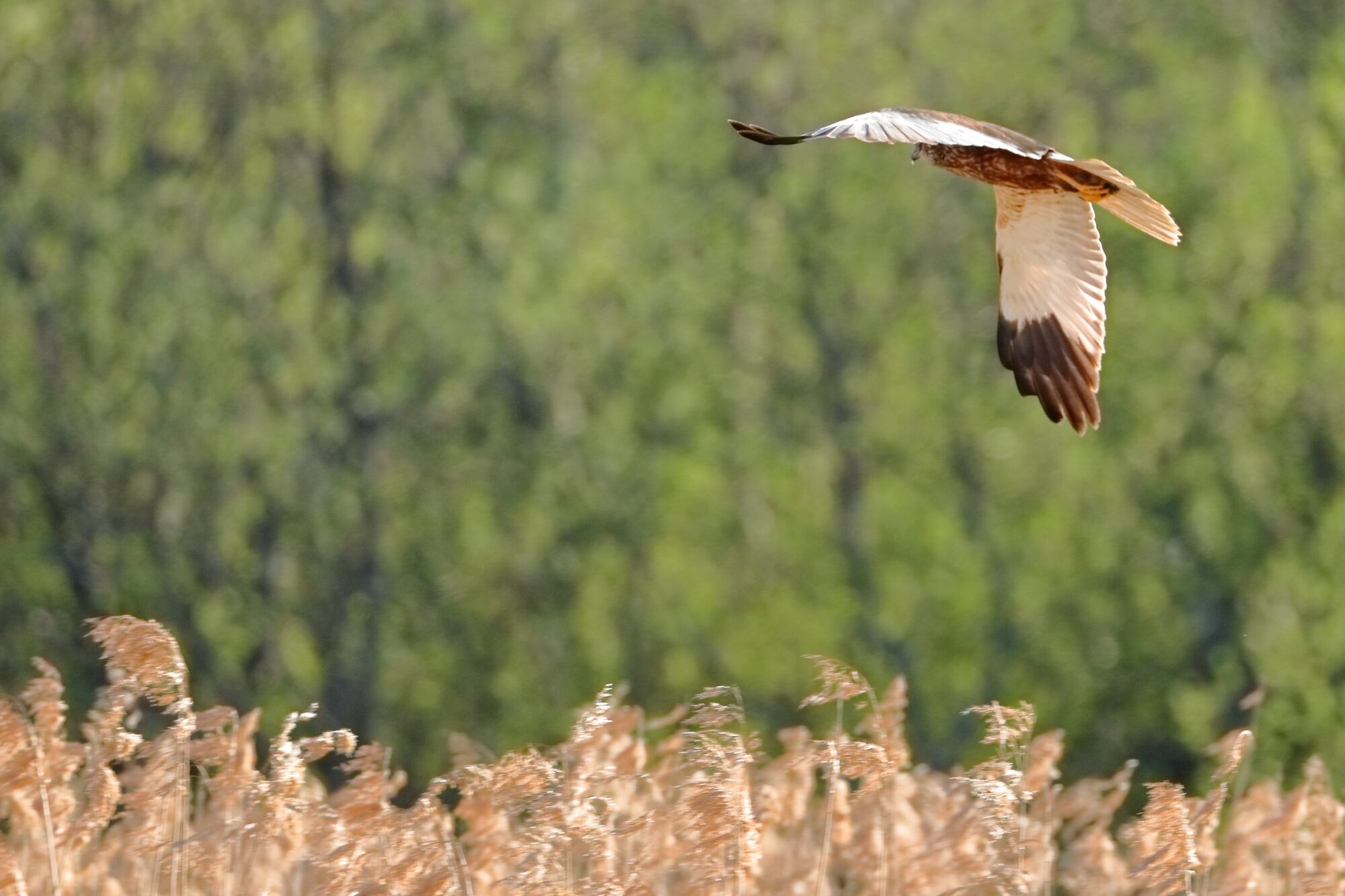 Valokuvaaja: Ari Branthin