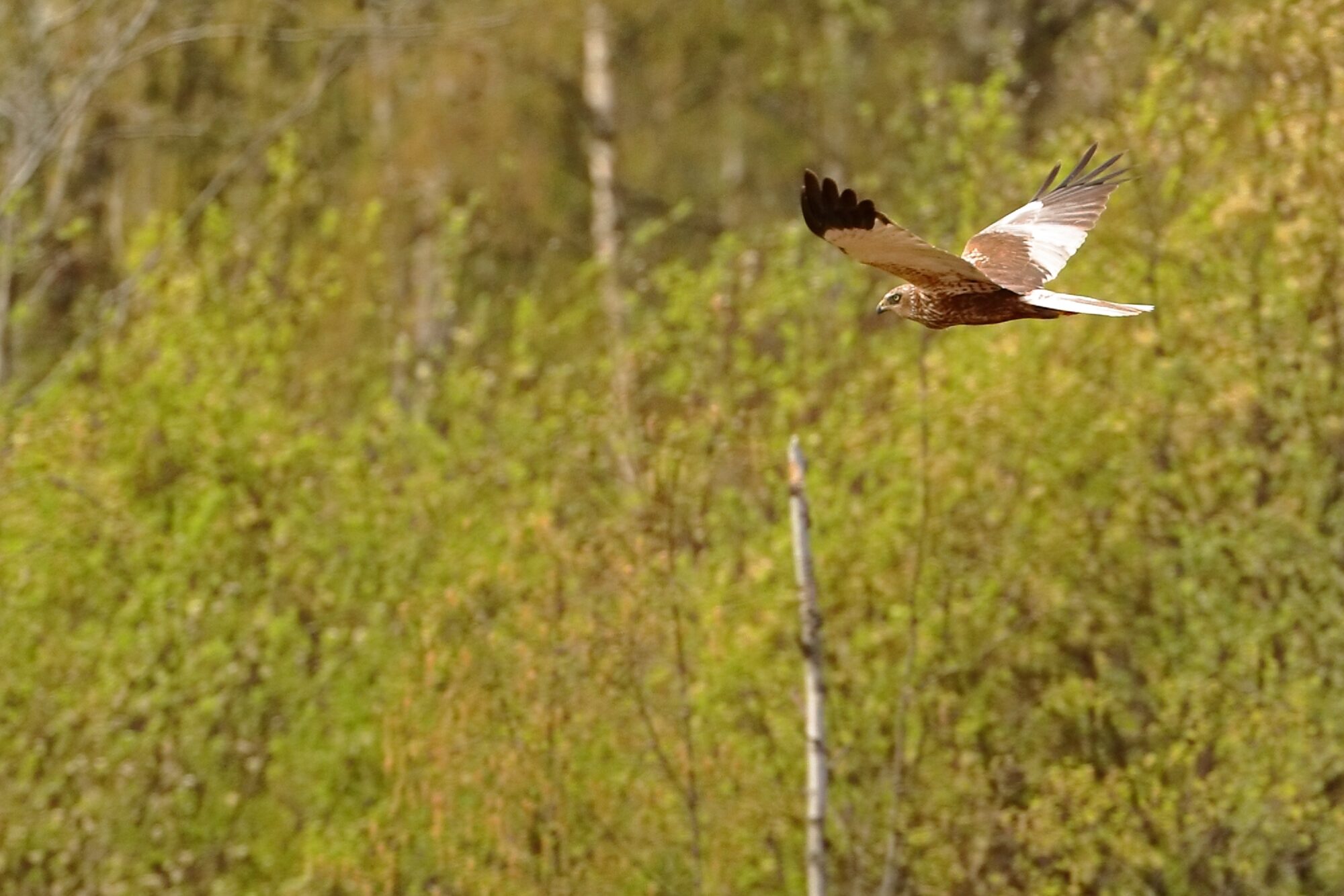 Valokuvaaja: Ari Branthin