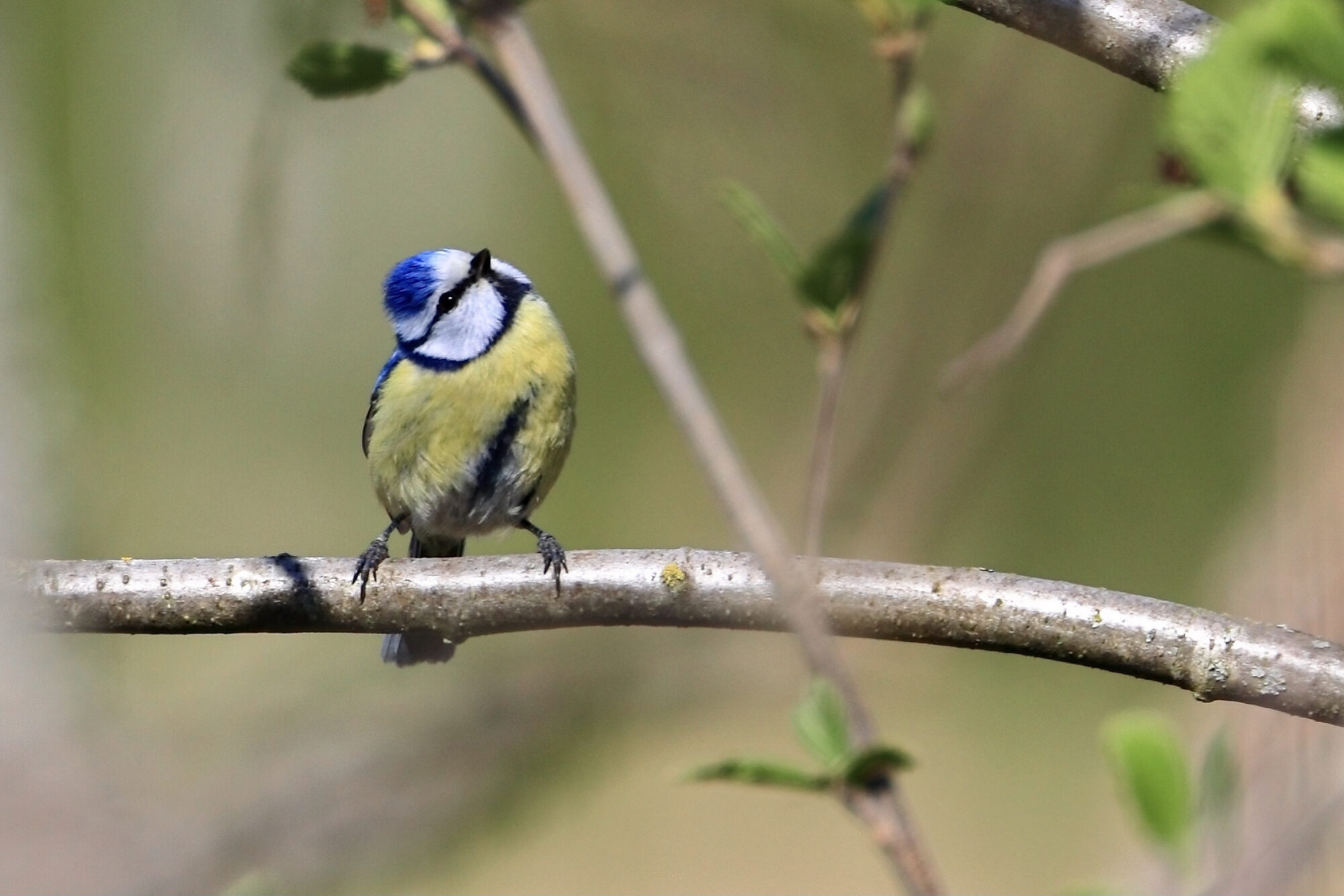 Valokuvaaja: Ari Branthin