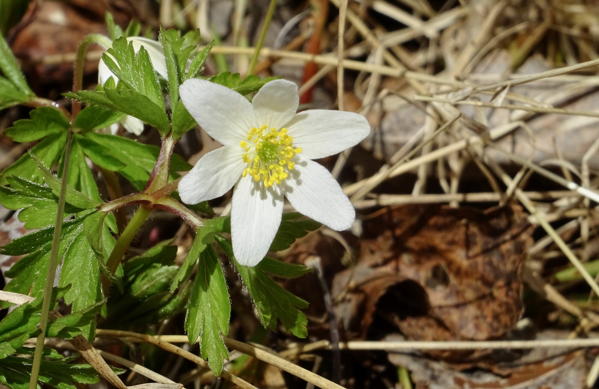 Valokuvaaja: Liisa Niiva-Korpela