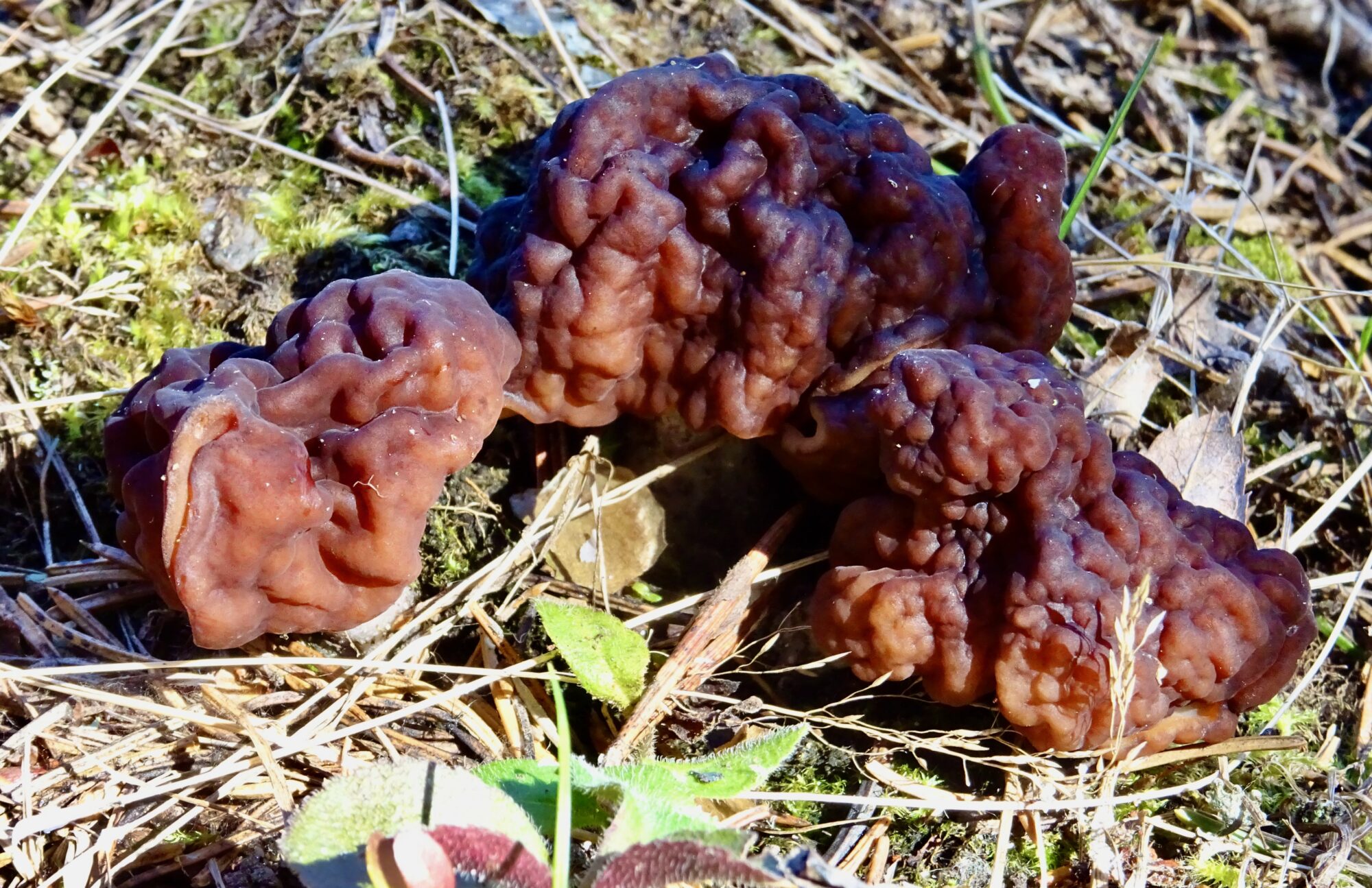 Valokuvaaja: Liisa Niiva-Korpela Valokuvaaja: Liisa Niiva-Korpela