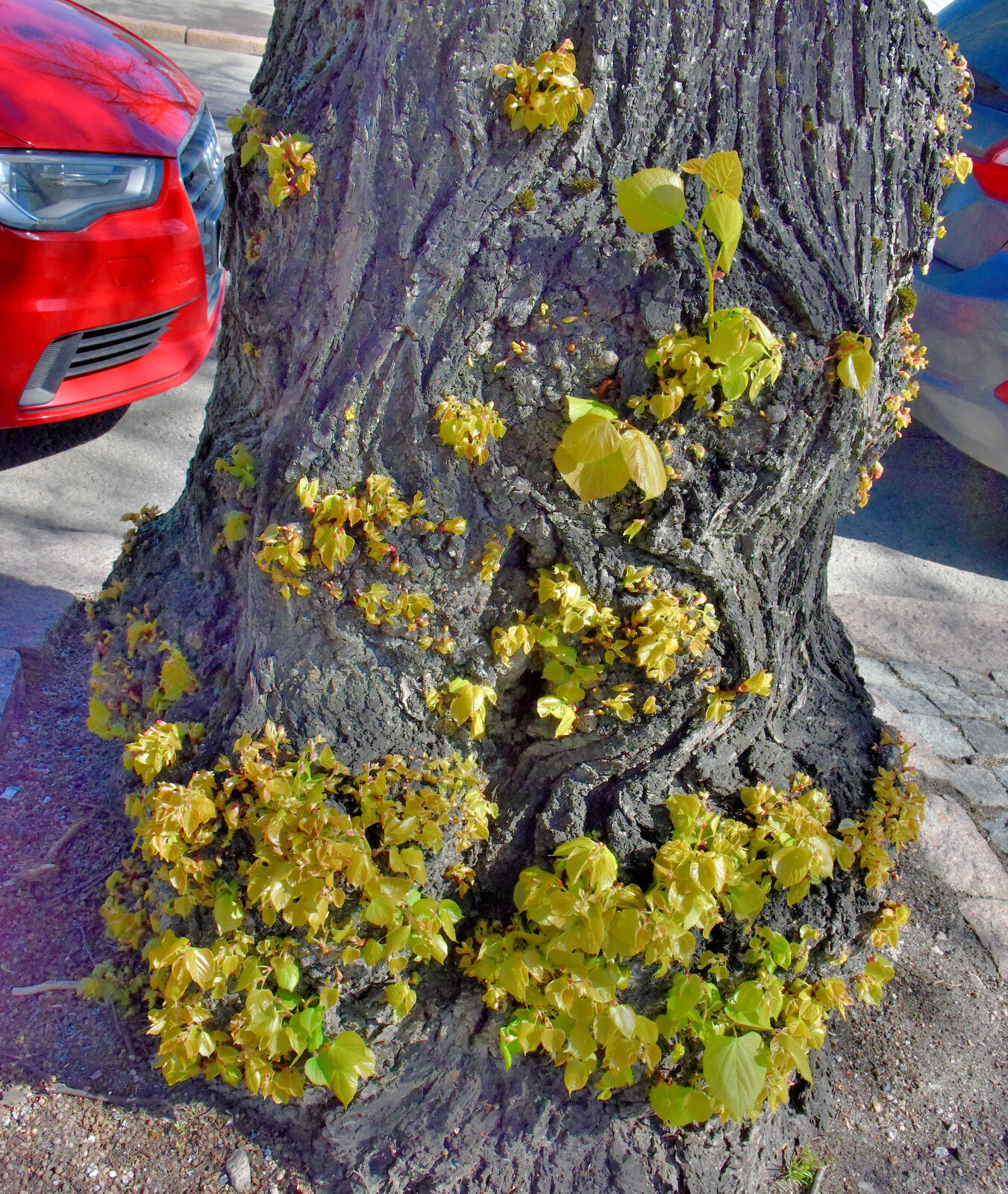 Valokuvaaja: Reijo Juurinen Valokuvaaja: Reijo Juurinen