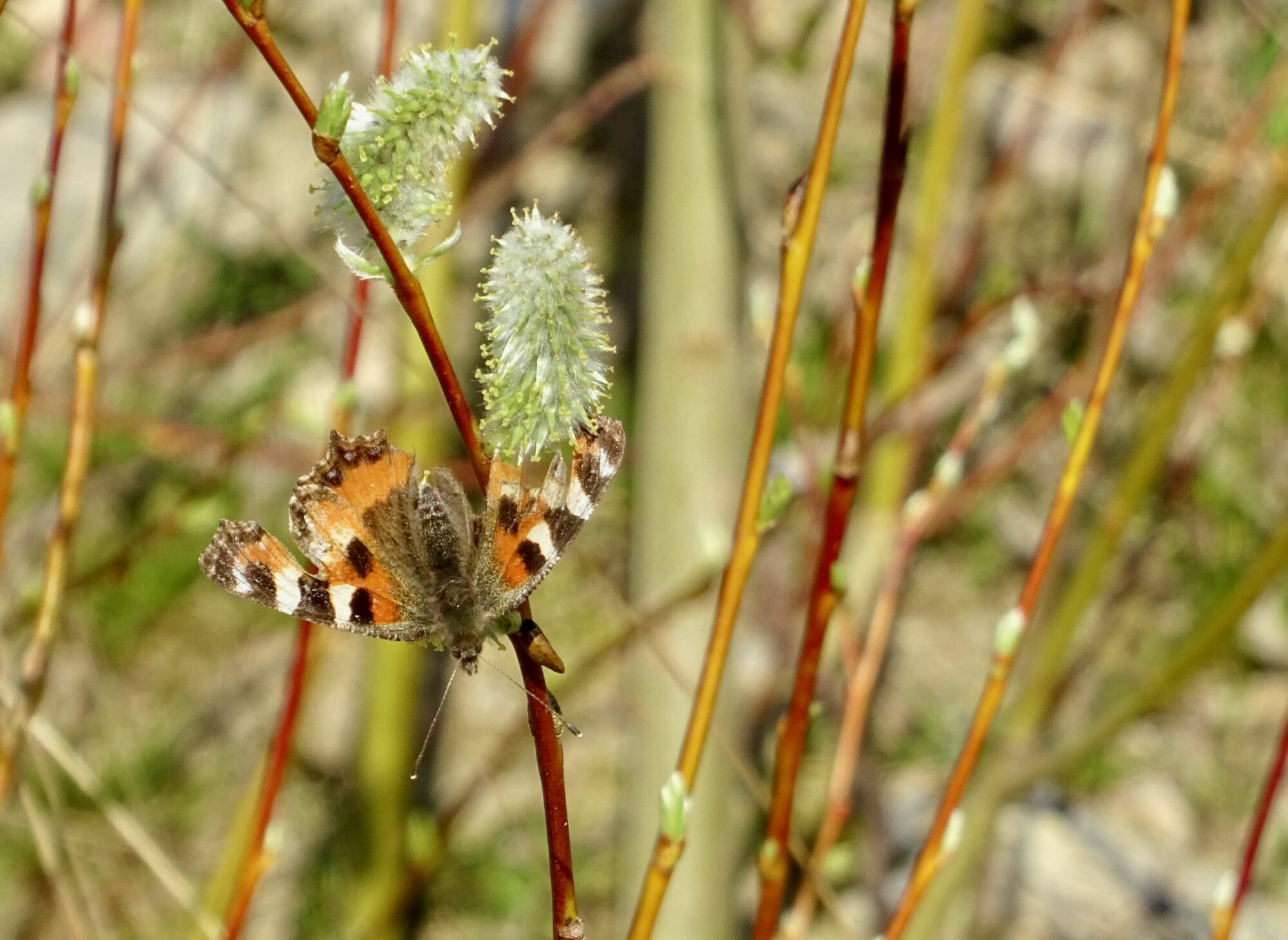 Valokuvaaja: Liisa Niiva-Korpela