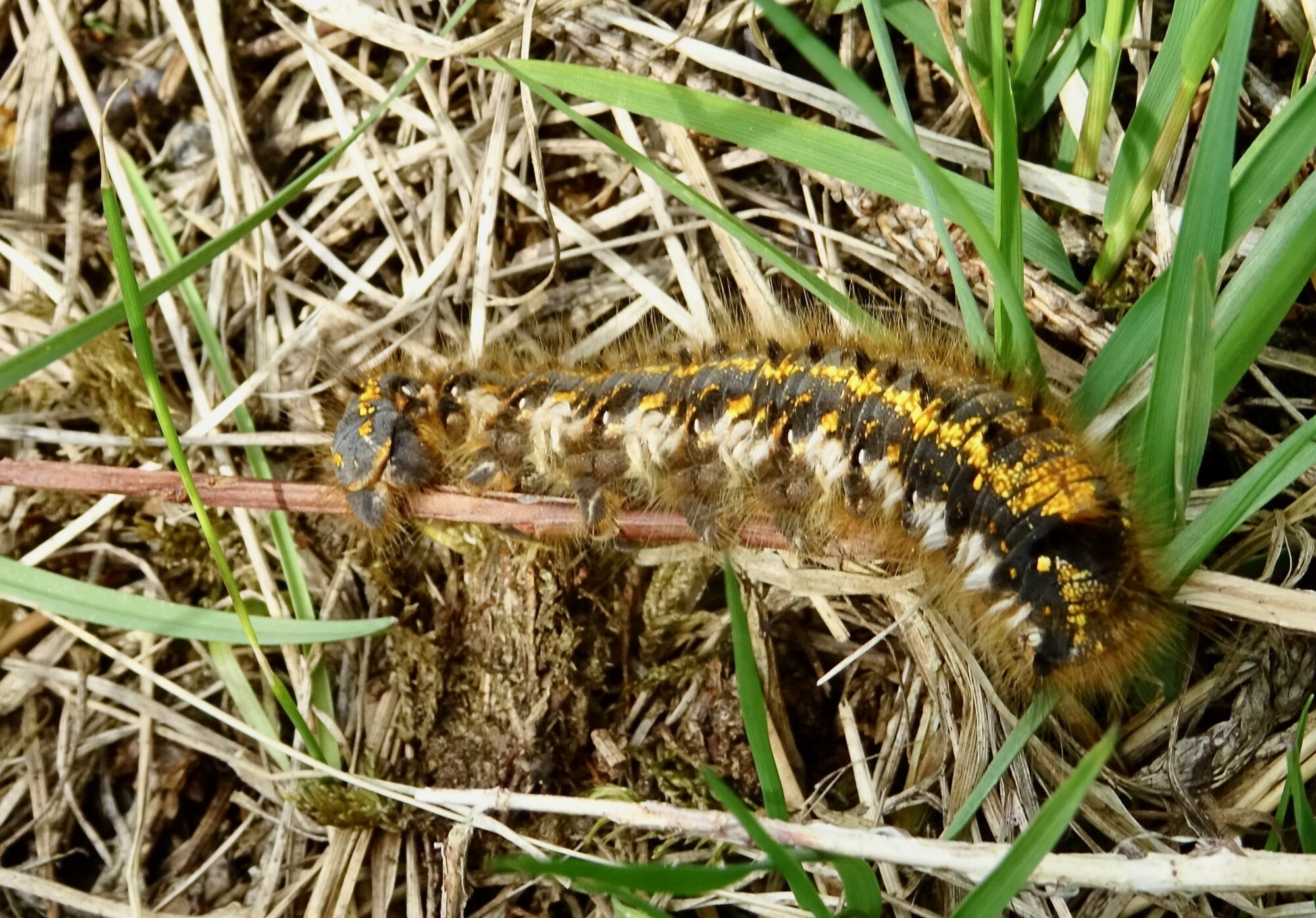 Valokuvaaja: Liisa Niiva-Korpela