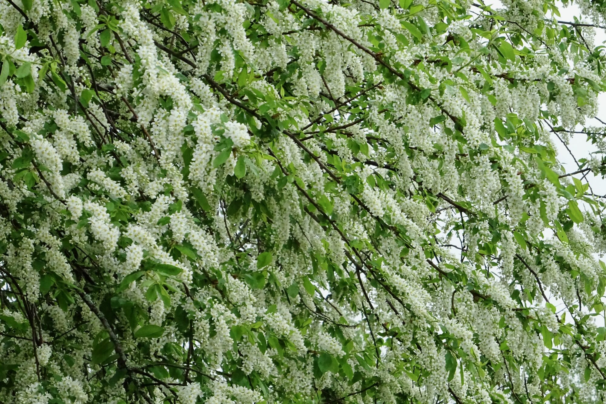 Valokuvaaja: Liisa Niiva-Korpela